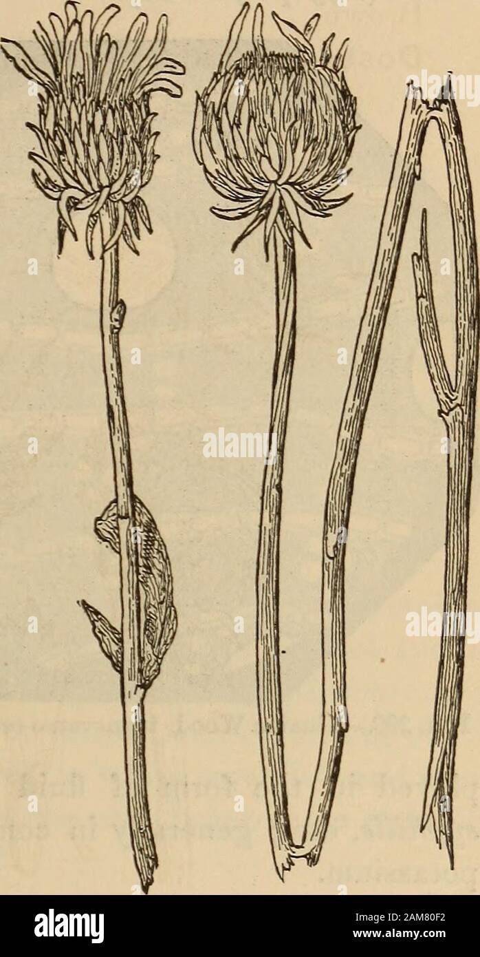 A companion to the United States pharmacopia; . and floweringtops. Description.—Grindelia squarrosaresembles very much the Grindeliarobusta, but is considerably smaller.The scales on the flower-heads have re-curved points — a feature, however,which is not absent in G. robusta. The Figs. 29&lt;species name Squarrosa refers to therecurved points of the scales covering the flower-heads as the principalcharacteristic, and as this is not peculiar to G. squarrosa alone, thereseems to be little difference between the two plants except as to size.It has, therefore, recently been considered as simply a Stock Photo