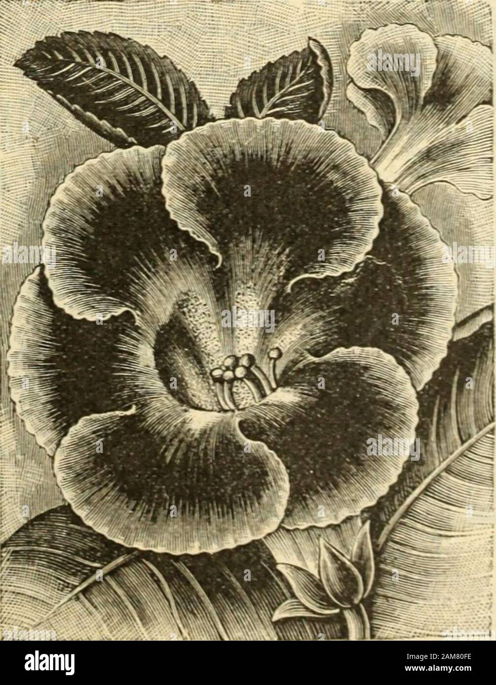 Seed annual, 1899 . thous-ands, each year bringing forth newand choice selections which havebeen produced from seed, which isthe only method of obtaining new-varieties. Half hardy perennial.Fine Mixed Pkt. 1 Sets GLADIOLUS. .. QROFFS HYBRIDS Mr. Groff is a most enthusiastic andsuccessful cultivator of the Gladi-olus, and under his skillful carethey develop remarkably well, fur-nishing flowers of marvelous sizeand beauty. He has crossed someof the finest sorts and saved theseed, so that we are able to offer avery superior strain Pkt. 3Sets For Gladiolus Bulbs, seepage 95.. *^ GLOBE AMARANTH. Gl Stock Photo