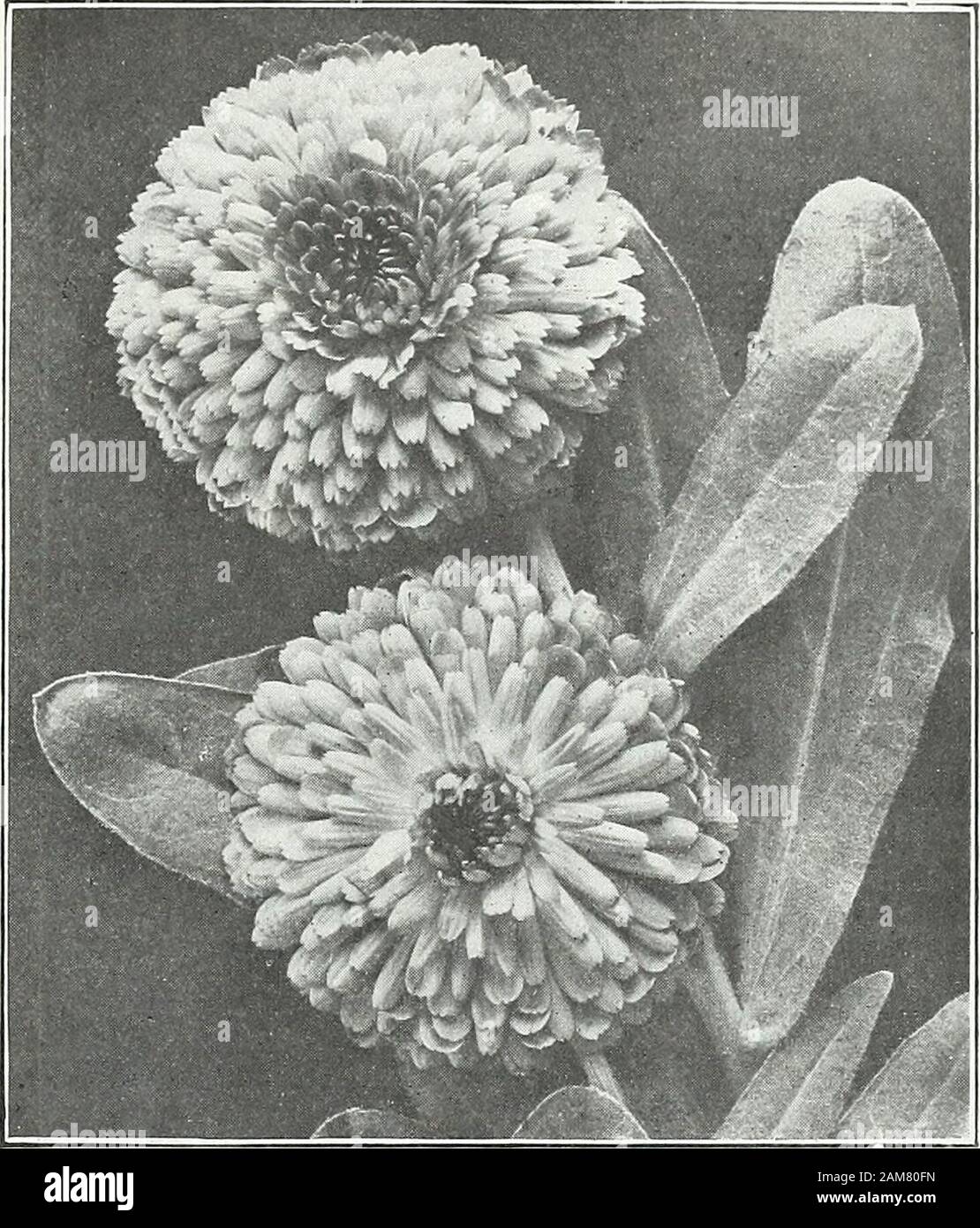 Farquhar's garden annual : 1922 . Pkt., 25 cts.; 3 pkts., 60 cts. CHEIRANTHUS linifolius. A charming hardy annual of lowspreading habit producing in Summer masses of dainty Wall-flower-like blossoms of an uncommon lilac shade. Pkt., 20 cts.;3 pkts., 50 cts.COSMOS. Crested or Anemone-flowered. A very beautiful race ofrecent introduction. The flowers are double crested with a row ofguard petals around the base of the flower which make them veryeffective. Pink Beauty. Soft pink. White Queen. Pure white. Each of the above colors, Pkt., 25 cts. COSMOS. New Double Hybrids. Thesa beautiful new hybrid Stock Photo