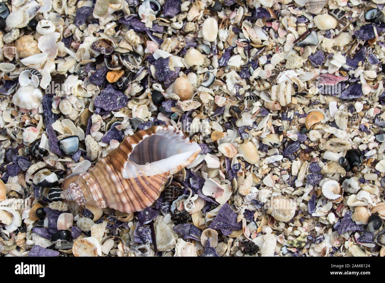 Australia shells seashells hires stock photography and images Alamy
