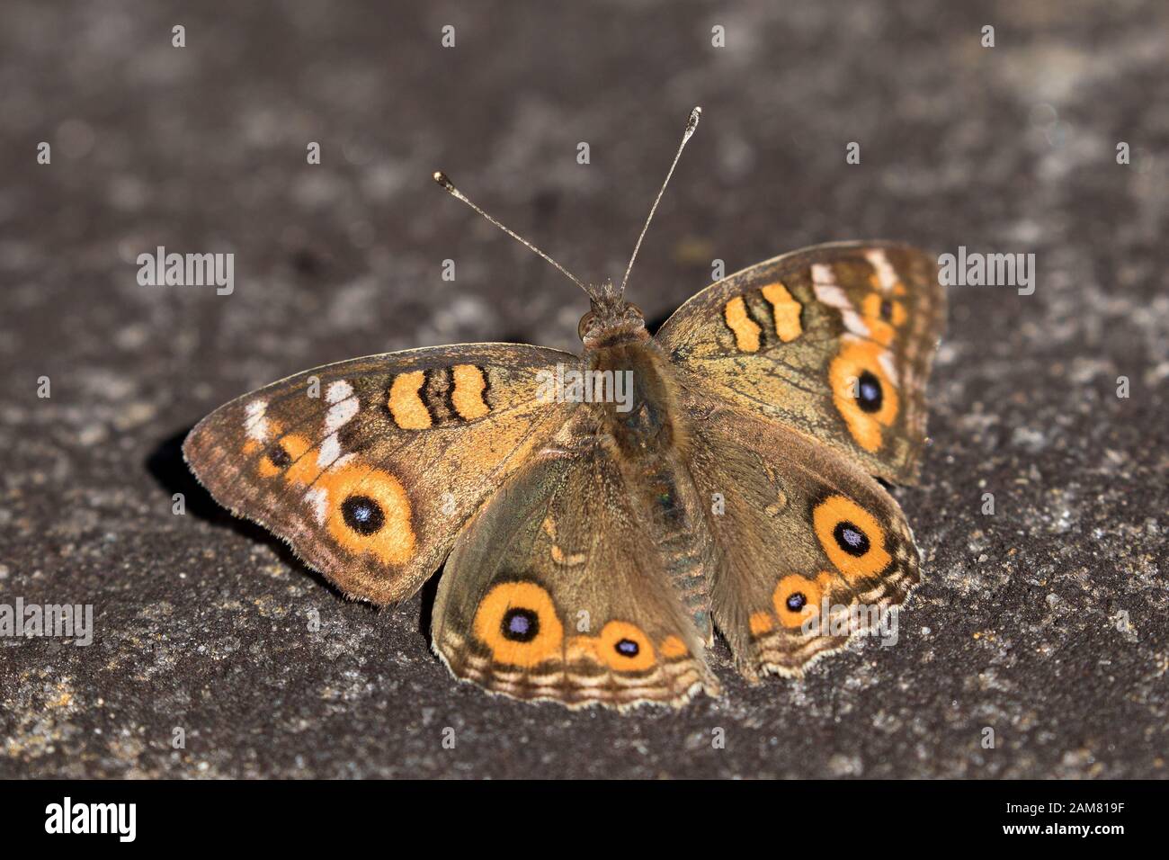 Meadow Argus Butterfly Stock Photo
