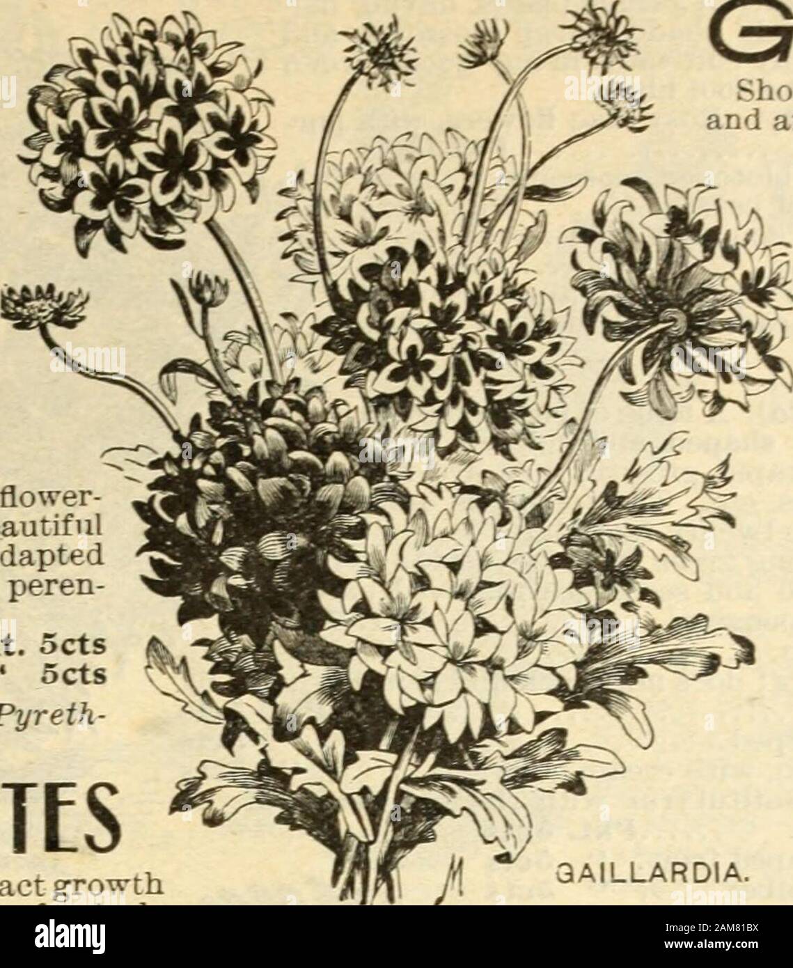 Seed annual, 1899 . l well repay all care bestowed upon them. Fine mixed Pkt. 20cts Finest species mixed 25cts (Myosotis). The Forget-Me-Not is an old favor-ite, bearing clusters of star-shaped flowers. Itthrives well in shade or open border. Hardy perennial.Alpestris, plant of compact, bushy habit, growing six to eight inches high; flowers large, blue Pkt. Sets Dissitiflora, very deep blue; early blooming 15cts FOIID OTinrk (-^«^^^ of PerttX —The plants are large andI l/Un U v;L/v/li require four feet of space. The flowers are fun-nel shaped, white, red and striped, and open about four ocloc Stock Photo