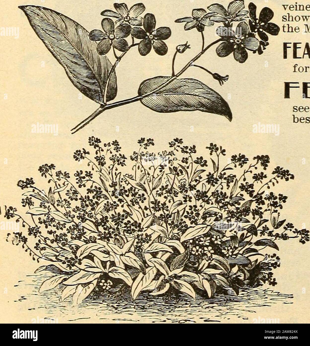 Seed annual, 1899 . Daisy, Double. ESCnSCnOLTZIA DIGITALIS—(See Foxglove^.DOLICHOS—(See Hyacinth Bean).EDELWEISS— (See Gnaphaliuni).ELICHRYSUM—(See HeUchrysuni).ERAQROSTIS—(See Love Grass).. (California Poppy). A genus of thePoppy family, and fully as valu-able as the common Poppy for gar-den ornamentation, and as easilygro. Nothing is handsomer or richer in color than a bed of these in fullbloom. Hardy annuals; height one foot.Calif ornica,bright yellow Pkt.6cCalifornica Double White, CI eamy white Pkt. 5c Crocea striata, striped . 6c Mixed 6c Mandarin, the outer side of thepetal is tinged w Stock Photo