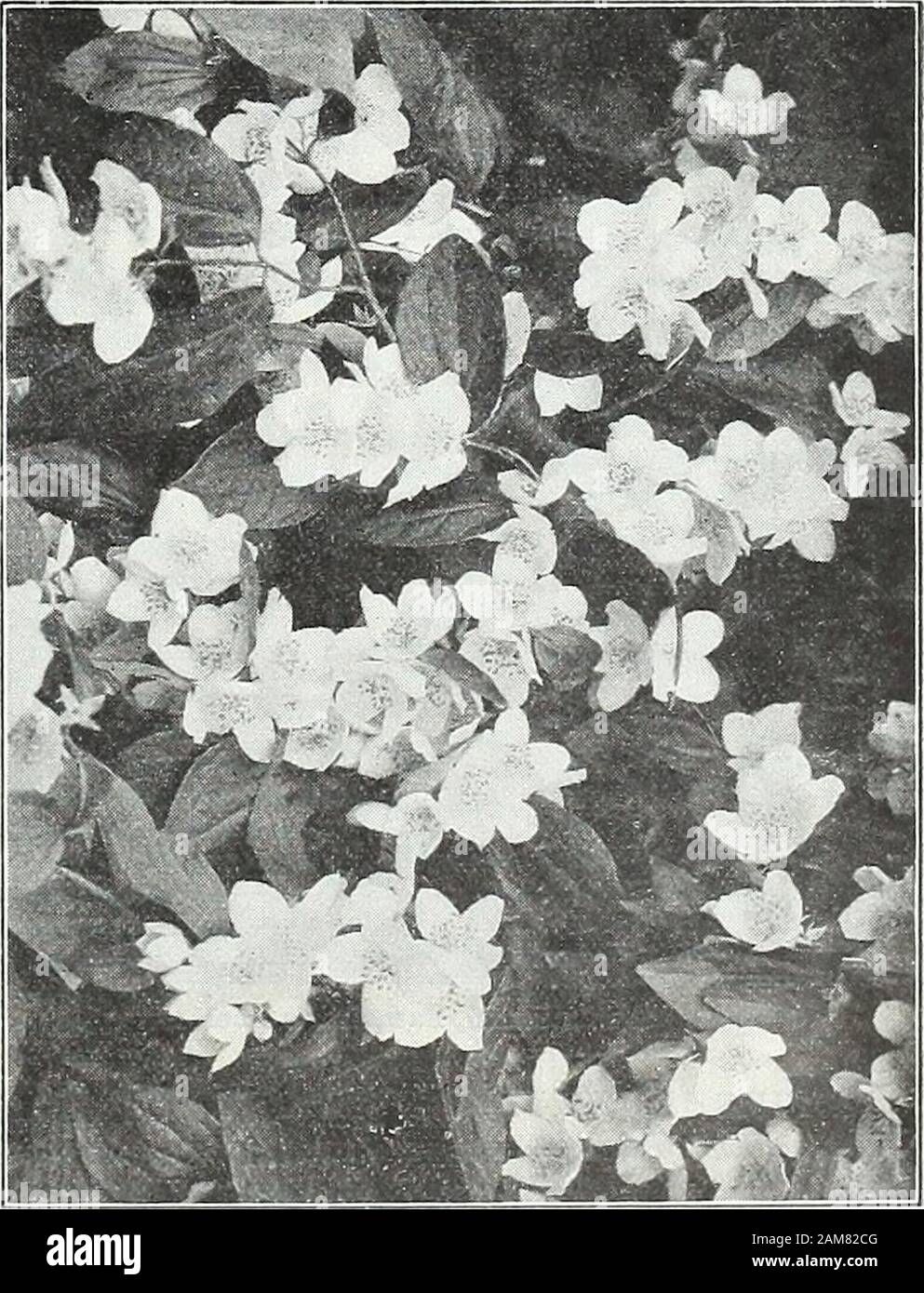 Farquhar's garden annual : 1922 . side. The flowers are freely produced in long, leafy spikes. Thisspecies is well suited for taller shrubberies and perfectly hardy. Strongplants, 50 cts. each. Rosace. Large, semi-double flowers of creamy-white, passing to purewliite, sweetly scented. Extremely fragrant and of upright growth.Strong plants, 75 cts. each. serlcanthus var. Rehderianus. A fine Mock Orange, growing 10 to12 feet tall, with large, handsome flowers, freely produced in July.It is very distinct from the type and a valuable addition to the shrub-bery. A great acquisition. Strong plants, Stock Photo
