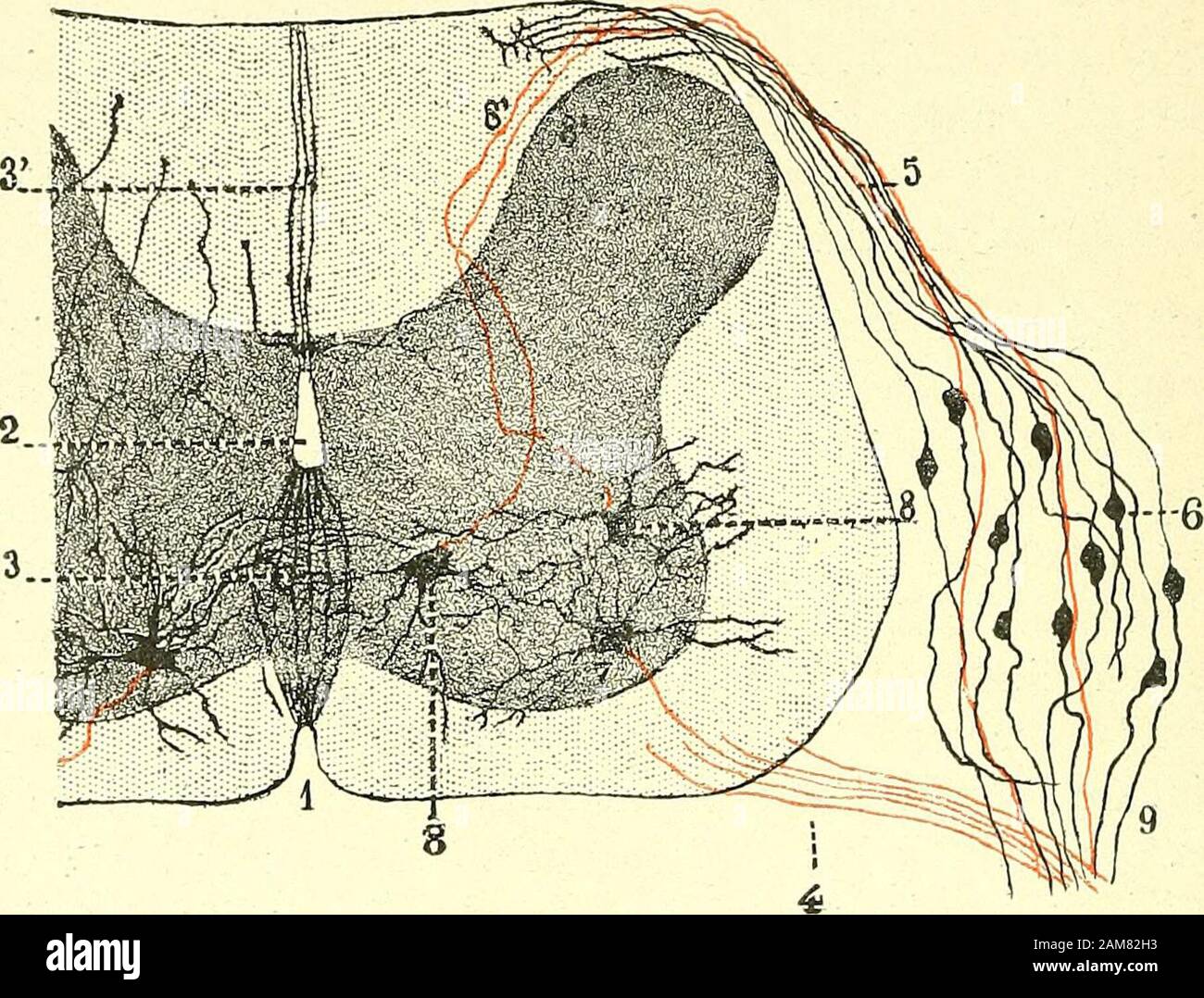 Traité d'anatomie humaine . système nerveux périphérique (p. 20 ...