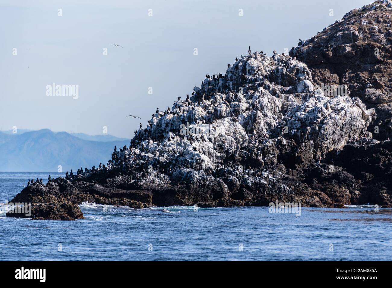 Anacapa Island, off the coast of Southern California, has a large population of Great Cormorant birds roosting on the volcanic rock on west end of isl Stock Photo