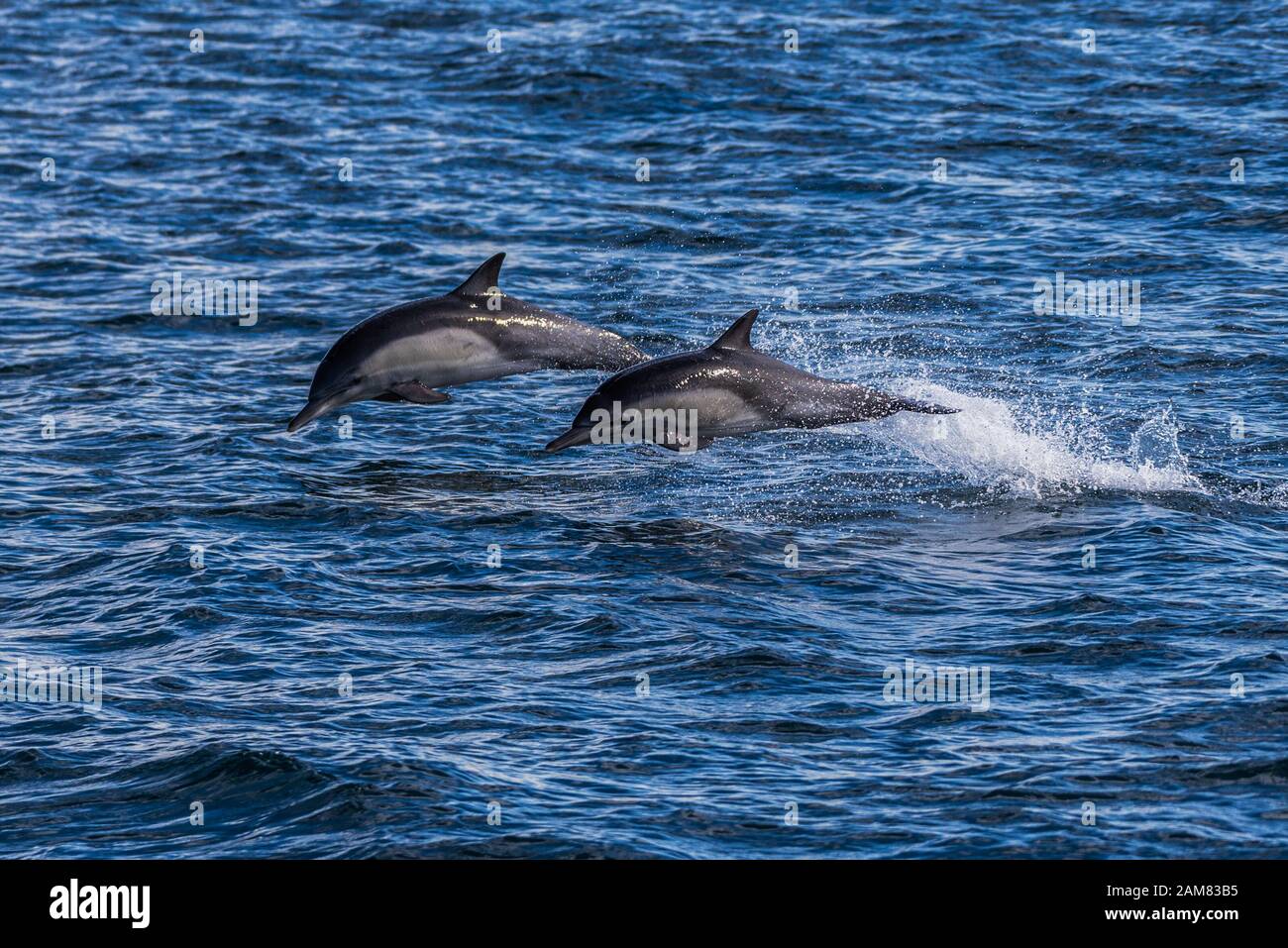 California common dolphins making splashes of ocean water while breaching the surface and jump out of the water. Stock Photo