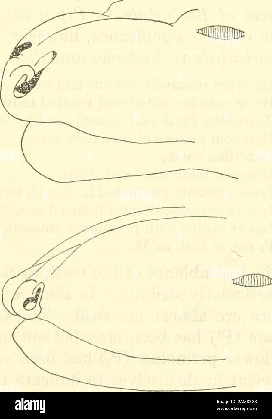 Proceedings of the United States National Museum . PLECOTUS (PLECOTUS) AURITUSUSNM 86601 MYQTIS VELIFERUSNM 102472. Figure 7.—Muzzles of Plecotus, compared in anterolateral aspect with the muzzle ofMyotis, a generalized vespertilionid. Camera lucida sketches. 118 PROCEEDINGS OF THE NATIONAL MUSEUM vol. no Eptesicus are not suitable for such a comparison because of the prob-ability that they are polyphyletic aggregations, and not naturalgroups. Most of the other vespertilionine genera are either monotypic,consist of slightly differentiated species, are of disputed validity, orare not sufficient Stock Photo