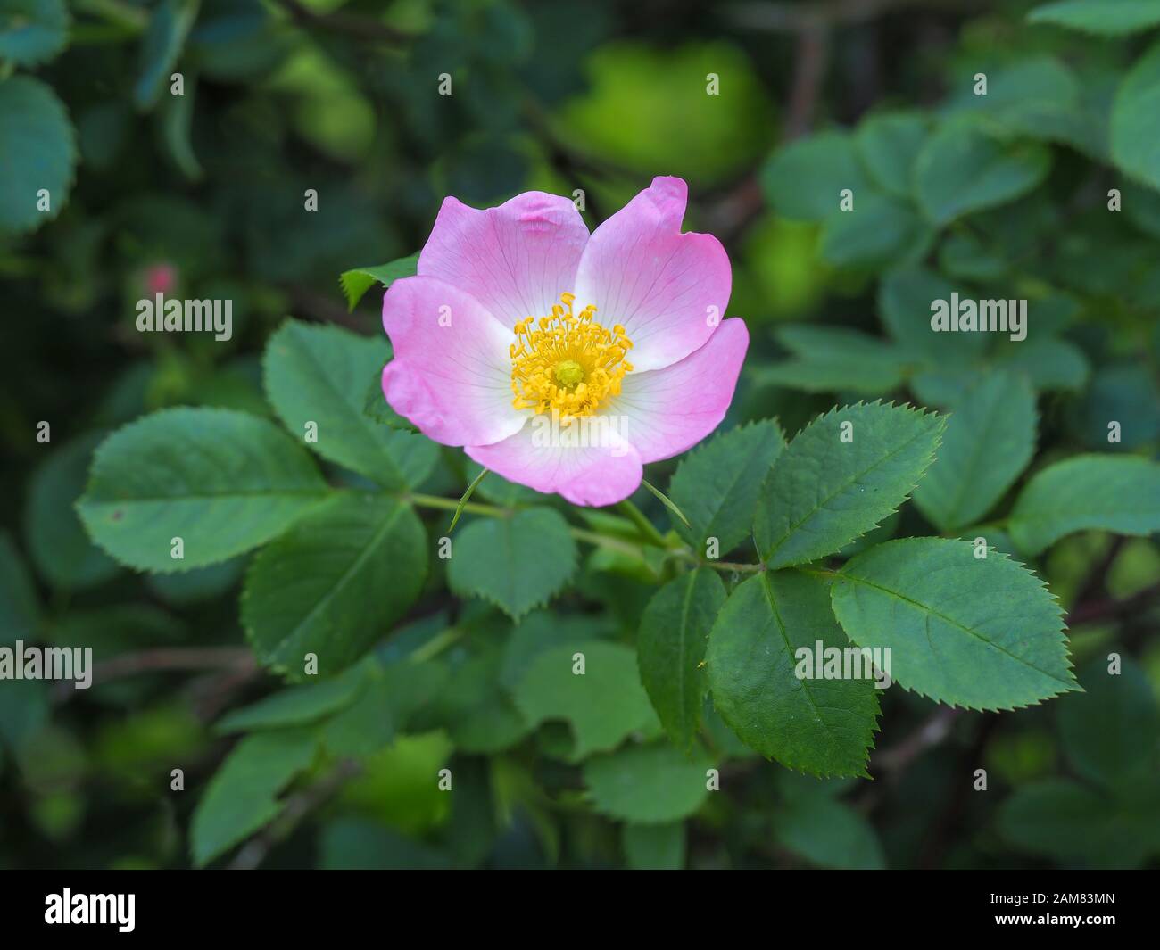Pretty pink dog rose flower, Rosa canina, and green leaves in a hedgerow Stock Photo