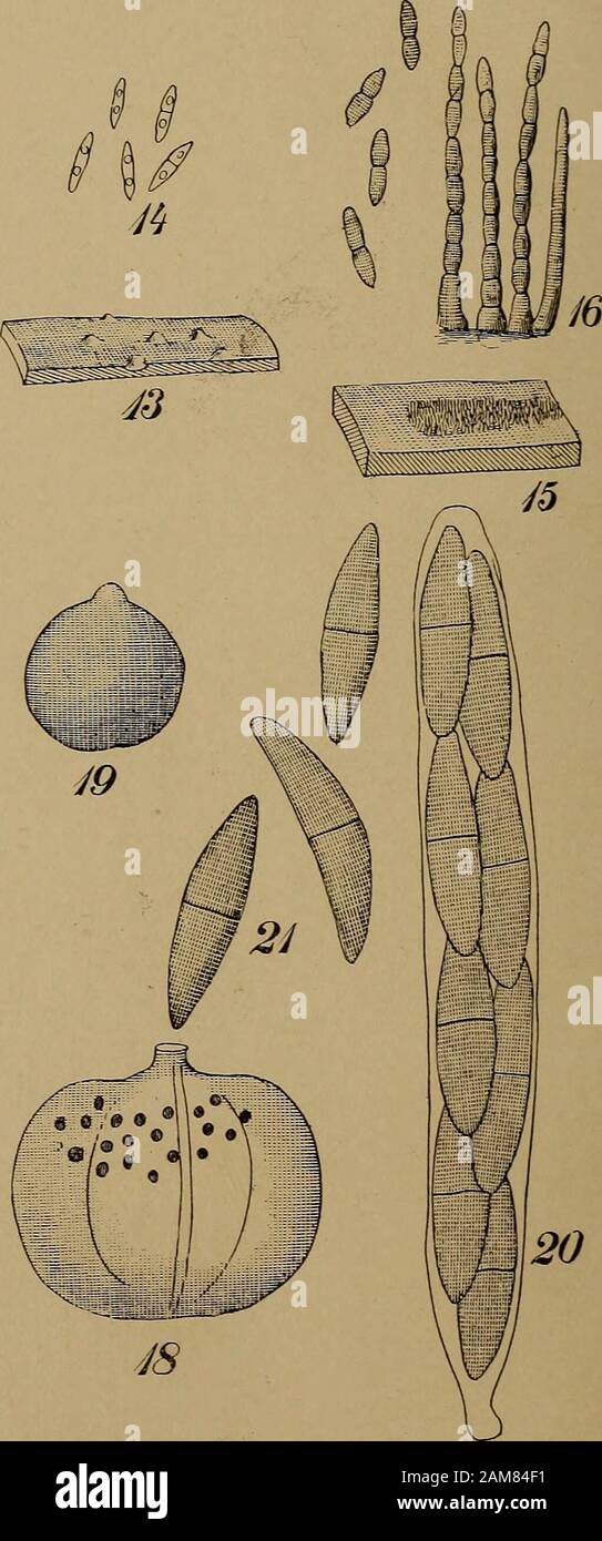 Annual report of the Regents . EXPLANATION OF PLATE 4 Eamulaeia graminicola Peck. Fig. 1. Upper part of a grass leaf marked with three fungous spota.Fig. 2. A cluster of four hyphae, two of them bearing spores, x 400.Fig. 3. Five spores x 400. Eamulaeia destruens Peck. Fig. 4. A leaflet with the upper half blackened by the fungus and showing two fungous spots.Fig. 5. Tufts of hyphsB, two filaments bearing spores, x 400.Fig. 6. Six spores x 400. Cercosporella Veratri Peck. Fig. 7. Upper part of a leaf with two fungous spots.Fig. 8. Three spores x 400. Aspergillus aviarius Peck. Fig. 9. Piece of Stock Photo