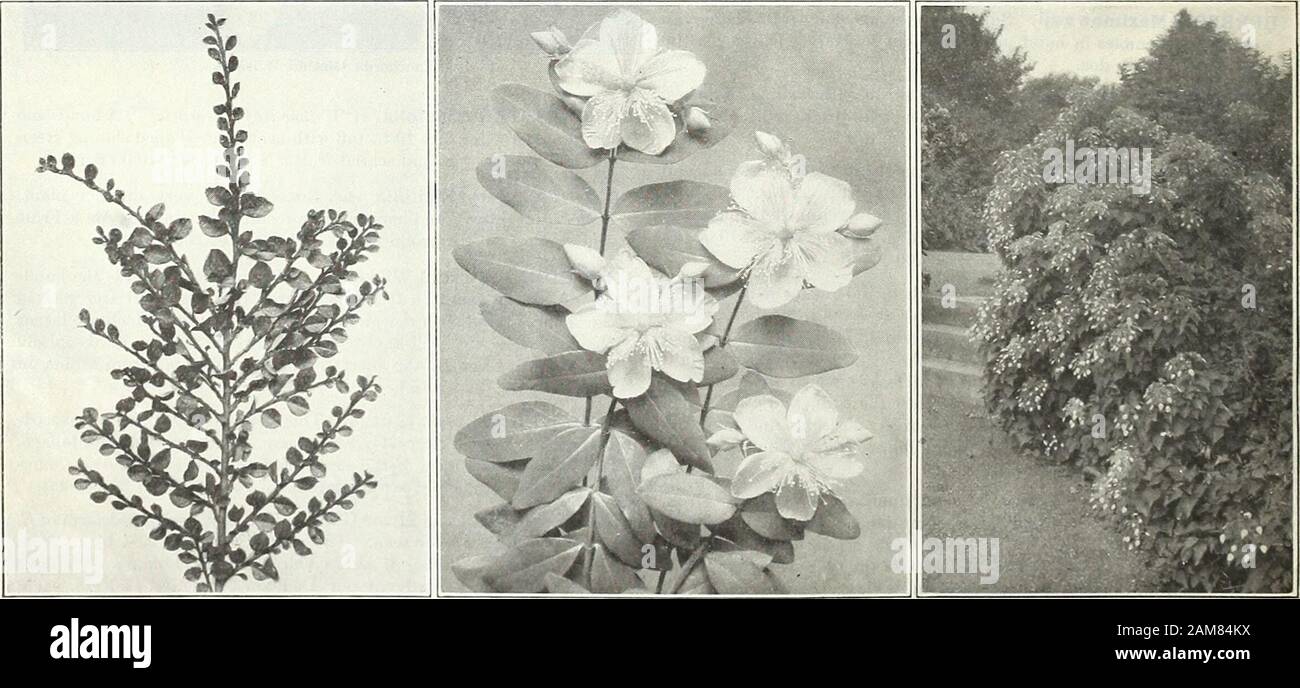 Farquhar's garden annual : 1922 . d more in diameter, has arching and spreading branches,flowers in abundance and masses of crimson fruit ripening early inJuly. Hardy as far north as Ottawa and one of the best of its class.Sl.OO each; SIO.OO per doz. LONICERA syringantha. {The Heliotrope Honeysuckle.) A valu-able introduction from Western China, producing quantities offlowers having the fragrance and appearance of heliotrope, duringMay and June, followed by red fruit in August; upright growth, bluishgreen foliage. $2.00 each. LONICERA thibetiea. Very compact hardy shrub, 4 to 5 feet tall,with Stock Photo