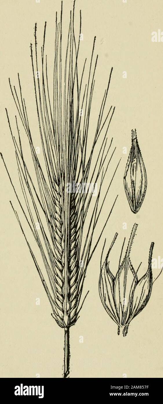 A text-book of grasses with especial reference to the economic species of the United States . HORDED 245 long-awned. When all 3 spikelets of each group arethe barley is 6-rowed; whenonly the central spikelet isfertile the barley is 2-rowed.In 4-rowed, or commonbarley, all the spikelets arefertile but the lateral rowsof the opposite sides of thehead overlap or intermingleto form a single row. Sev-eral species of Hordeumare troublesome weeds. Ofthese may be mentioned H.pusillum Nutt., an annual,and H. nodosum L., a per-ennial, low short-awnedspecies found widely distrib-uted in the United States Stock Photo