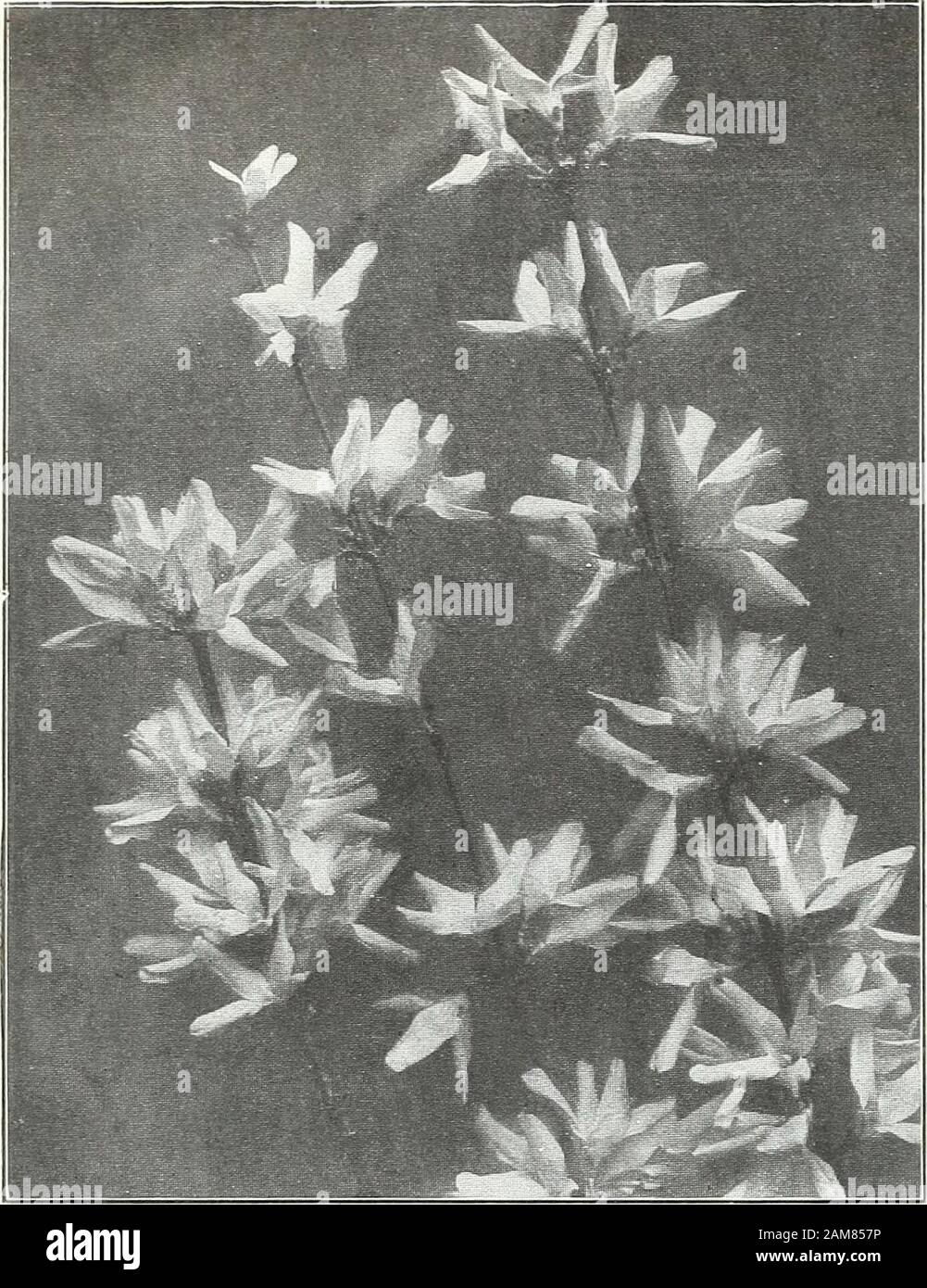 Farquhar's garden annual : 1922 . each; $10.00 per doz. EXOCHORDA Giraldii Wilsonii. This new Pearl Bush is the hand-somest of the family. It forms a large bush or small tree and inSpring is covered with racemes of pure white flowers which are largerthan those of the well-known type. This new jjlant is absolutelyhardy and is one of the most notable acquisitions from China inrecent years. $2.50 each. EUONYMUS radicans acutus. This new variety forms an exceed-ingly dense mat of deepest green, glossy, neat, arrow-shaped foliage.It is perhaps the finest of the species for use as a ground cover, ha Stock Photo