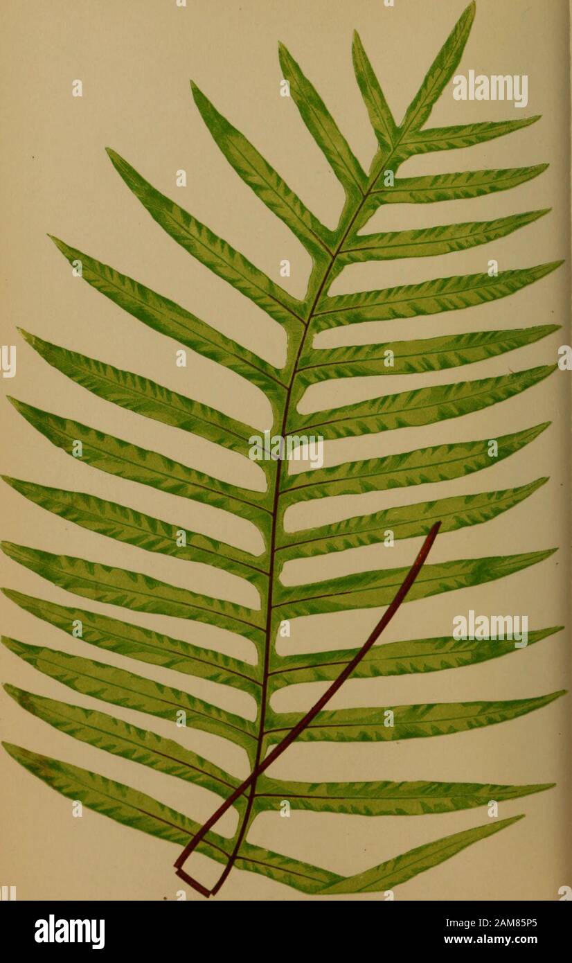 Ferns: British and exotic.. . Portion of Pinna of mature Frond—under side. POLYPODIUM SUBPETIOLATUM.Hooker. Moore and Houlston. Kunze. J. Smith. PLATE XI. VOL. II. Polypodium—Polypody, Suhpetiolatum—Short-stalked. Polypodium suhpetiolatum is not well known by the Ferncultivators generally, being as yet chiefly confined to the largestcollections. It is an evergreen stove species. Native of Mexico and Guatemala. Introduced into the Royal Gardens, Kew, in 1845, havingbeen forwarded by Mr. D. Cameron. .. Fronds pubescent, linear-lanceolate in form, pinnate, thepinnse being entire, and destitute of Stock Photo