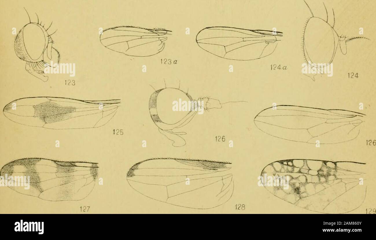 On the Diptera of StVincent (West Indies) . 122(2. Edwin Wilson. Cambndcie WEST INDIAN DIPTERA. Explanation of Plate XIII. Fig. 130. Trypeta (Ensina) peregrina^ wing, 131. ,, (Evaresta) melanogastra, wing. 132. „ {TJrellid) Solaris, wing. 133. Physogenua nigra, ^ head. 134. Sapromyza angvsiipennis, wing. 135. Heteroneura flavipes, wing. 136. „ valida, wing. 137. Trigonometopus rotundicoriiis, ^ head. 138. Discomyza duhia, wing, 138a ^ head. 139. Psilopa nigra, $ head. 140. ,, acicidata, wing. 141. Discocerina facialis^ ^ head. 142. Arthyroglossa nitida, ^ head. 143. Hydrellia imrva, wing. 144. Stock Photo