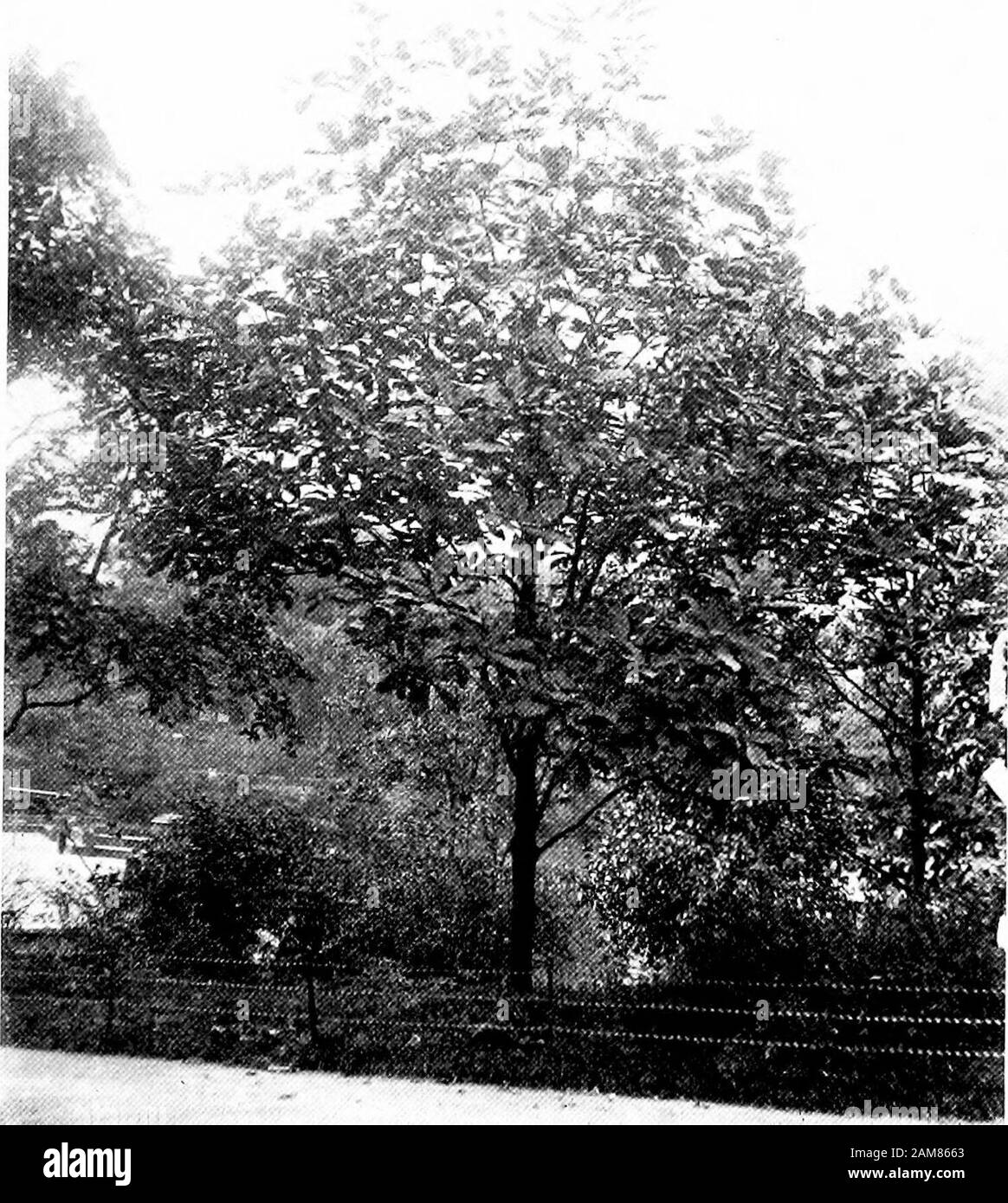 Trees and shrubs of Central Park . e, on Section No. 3 near the Arsenal.Note the umbrella-way its leaves hang at the ends ofits branches. Due north of this tree, close by theLake, is Virginia willow. It is an interesting shrub,with white flowers in May or June, in close terminalracemes that put you in mind of the sweet pepperbush. The individual flowers have five petals, fivestamens, and a five-lobed calyx. Its leaves are simpleand alternate, acute at the tip, wedge-shaped at thebase. The fruit is a two-celled pod. It belongs tothe Saxifrage family, and gets its name from the Greekword for wil Stock Photo