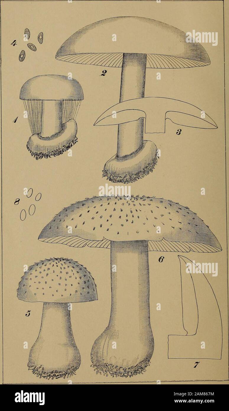 Annual report of the Regents . EXPLANATION OF PLATE 2 Armillaria viscidipes Peck, Fig. 1. An immature plant.Fig. 2. A mature plant.Fig. 3. Four spores x 400. Crepidotus distans Peck. Fig. 4. Piece of bark bearing three plants. Fig. 5. A plant enlarged, showing the upper surface of the pileus. Fig. 6. A plant enlarged, showing the lamellse. Fig. 7. Four spores x 400, Omphalia corticola Peck. Fig. 8. A piece of bark bearing four plants. Fig. 9. A plant enlarged, showing the umbilicus of the pileus. Fig. 10. A plant enlarged, showing the lamellaB. Fig. 11. Vertical section of a pileus and the upp Stock Photo