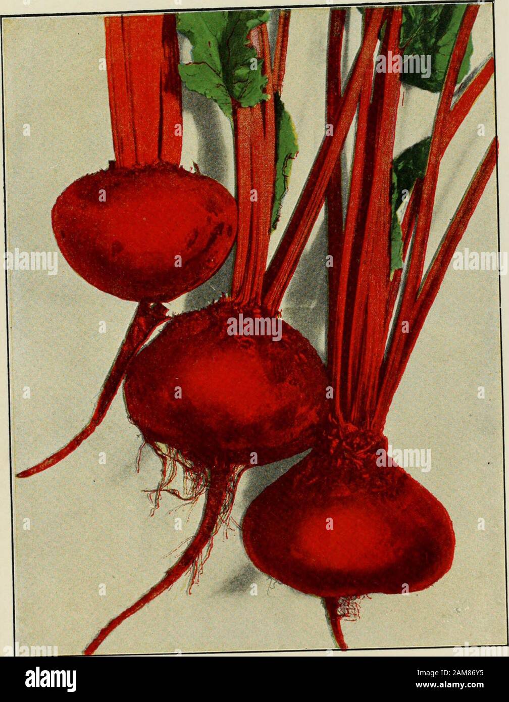 Poultice in ulcers hires stock photography and images Alamy