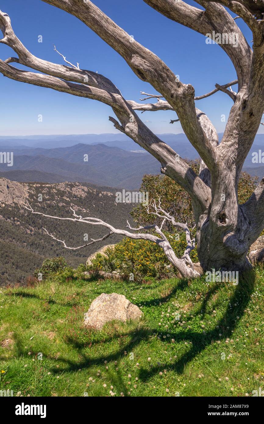 Views of Australia Alpine National Park before 2020 forest fires. Rolling mountain ranges, green grass, forested mountain slopes and old tree. Stock Photo