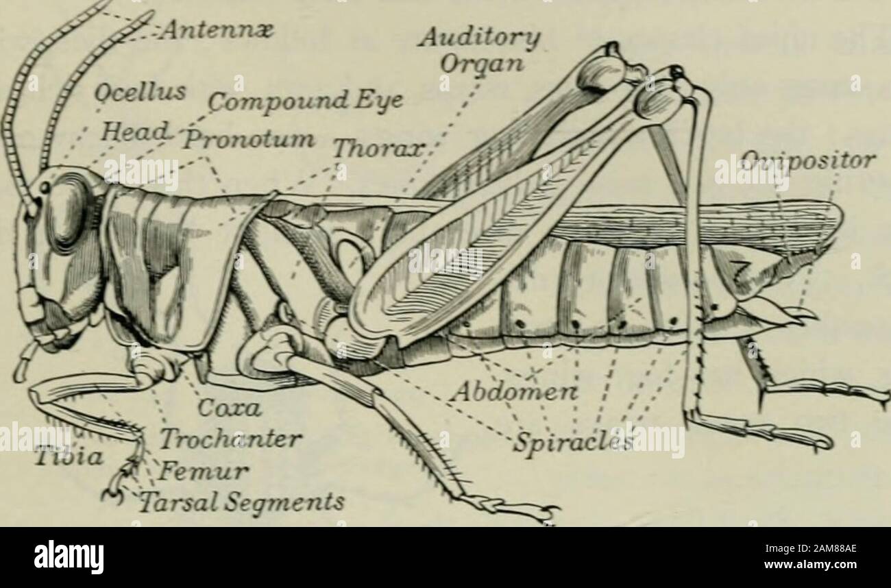 Agriculture for beginners . Fig. 136. Ants ORCHARD. GARDEN. AND FIELD ...