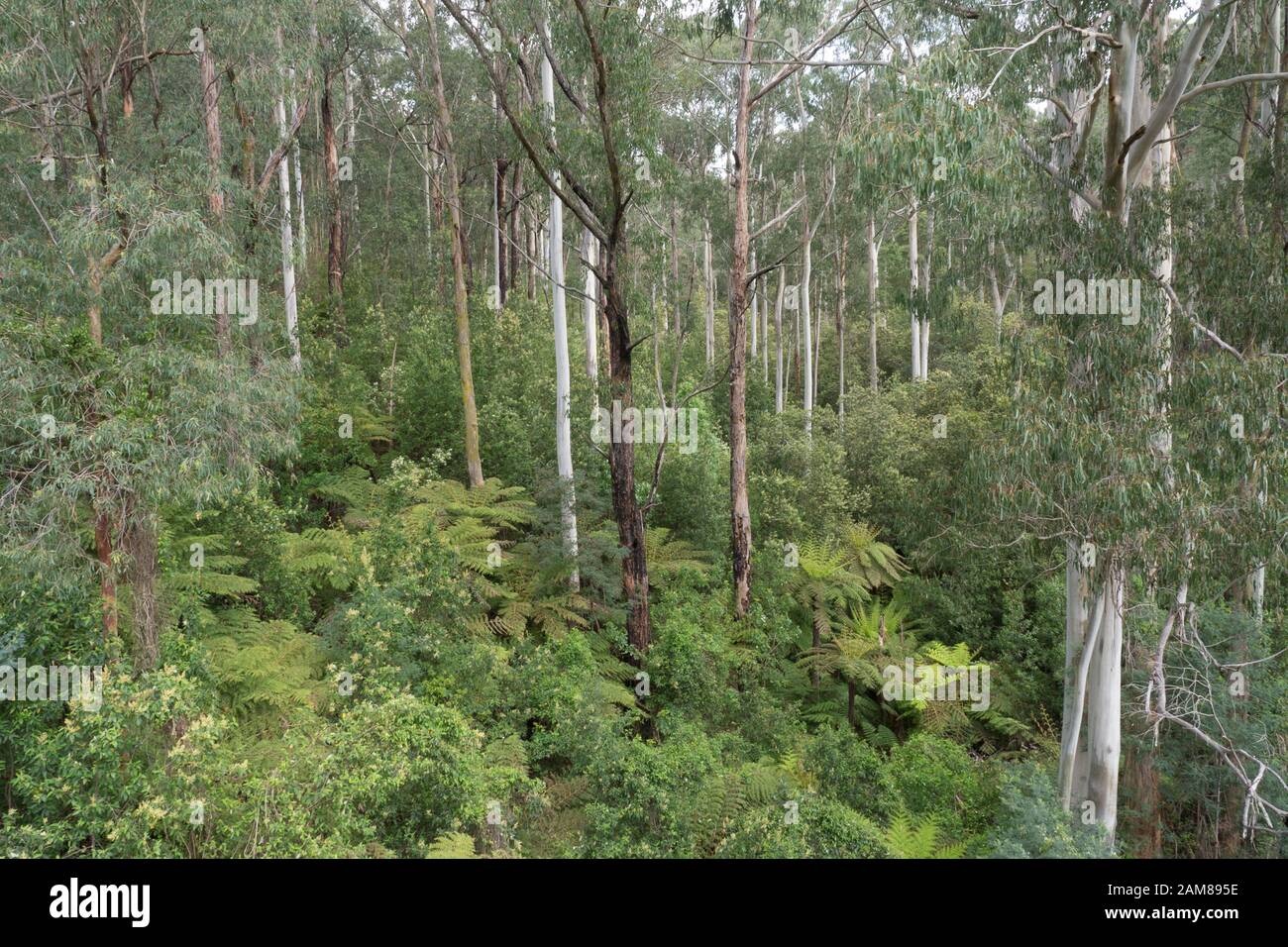 East Gippsland native forest unburned by 2020 bush fires. Dense green
