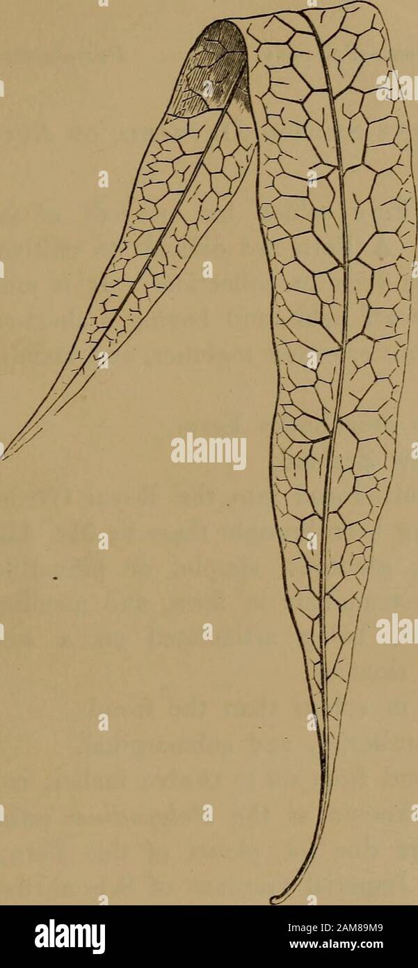 Ferns: British and exotic.. . POLYPOTiIUM PUSTULATUM,VIII-VOL. 2.. A simple barren Frond—under side. POLYPODIUM PUSTULATUM. FORSTER. KUNZE. SpRENGEL. PLATE VIIT. VOL. II. Poly podium scandens,Phymaiodes pustulata,Polypodium ccospitosum,Drynaria pustulata,Polypodium hrancmfolium,Phymaiodes FOESTEE. ScnKFHE. ScHOTT. M.S. J. Smith. Peesl.? Link. ? Of Gaedens. J. Smith. Fee. Mooee & Houlston Peesl. Presl. 18 POLYPODIUM PUSTULATUM. Polypodium—Polypody. Pustulatum—Pimpled. In the Section Drynaria of Authors. A SINGULAR Fern, which has one-half of its fronds simpleand undivided. A Fern not difficult Stock Photo