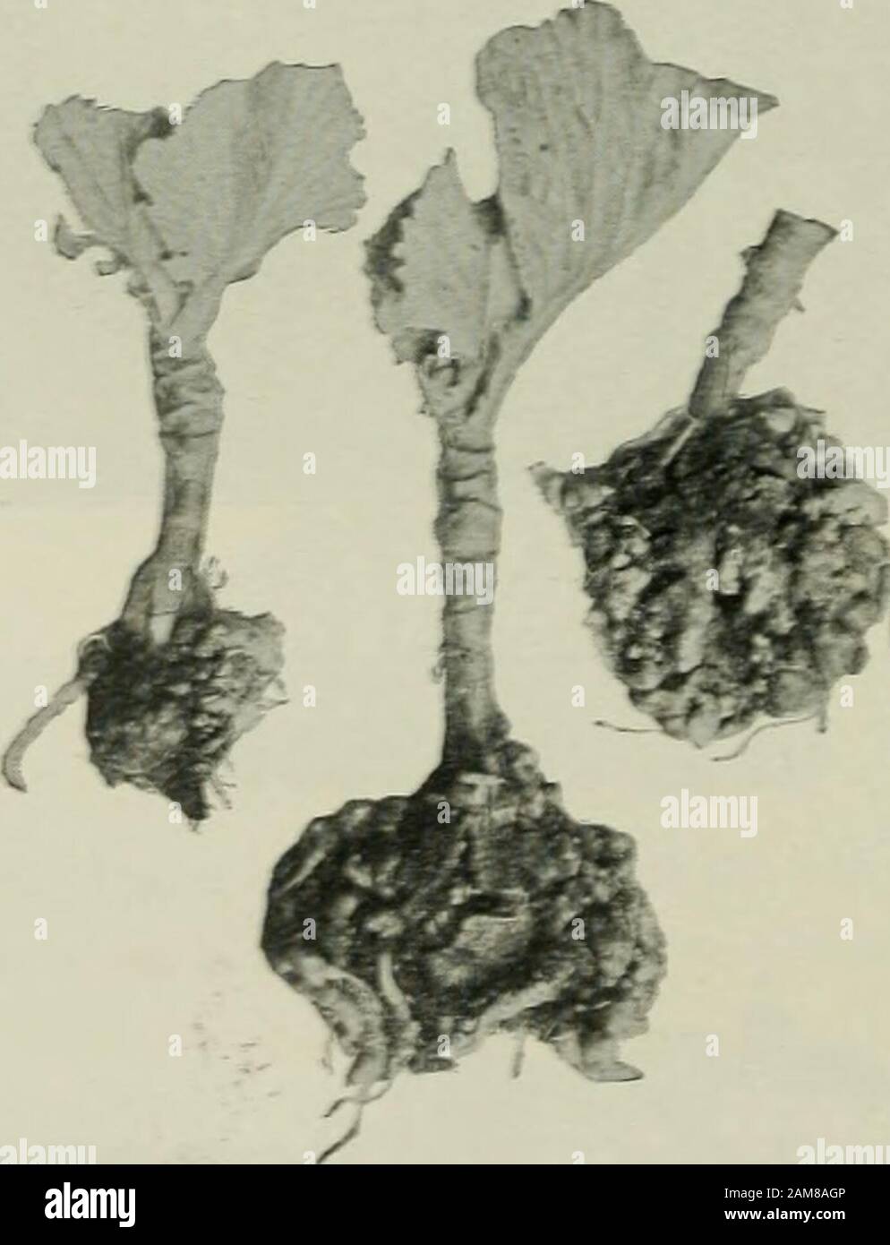Agriculture for beginners . its odor. Did you ever smell it as j-ou passed an affected field ?. Fjg. 131. Club Root  Club Root. Club root is a disease of the cabbage, turnip,cauliflower, etc. Its general effect is shown in the illustra-tion (Fig. 131). Sometimes this disease does great damage.It can be prevented by using from eight}- to ninet} bushelsof lime to an acre. Black Knot. Black knot is a serious disease of the plumand of the cherr%- tree. It attacks the branches of the THE DISEASES OF PLANTS 141 tree; it is well illustrated in Fig. 132. Since it is a con-tagious disease, great care Stock Photo