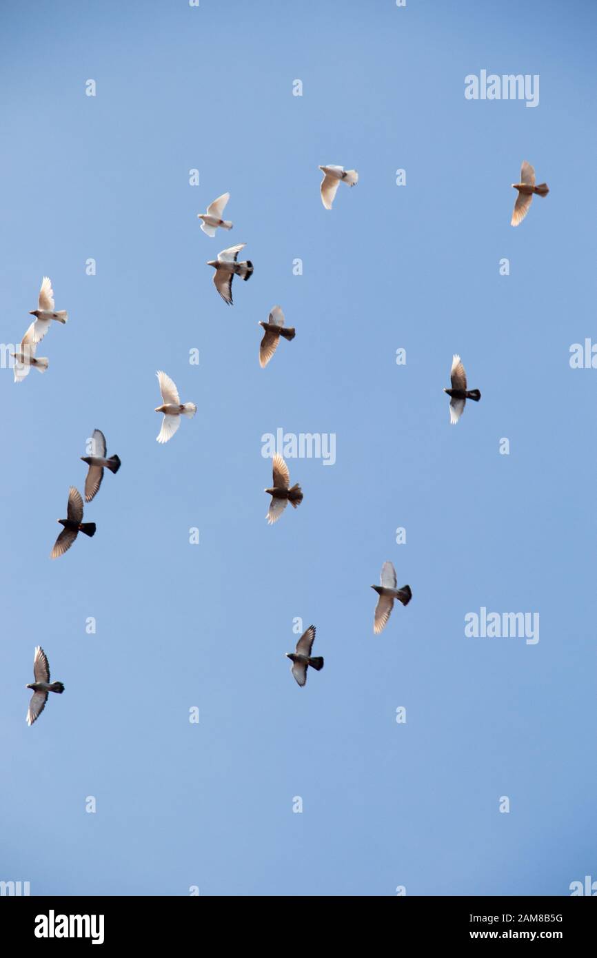 Flock of birds fly in a blue sky Stock Photo - Alamy