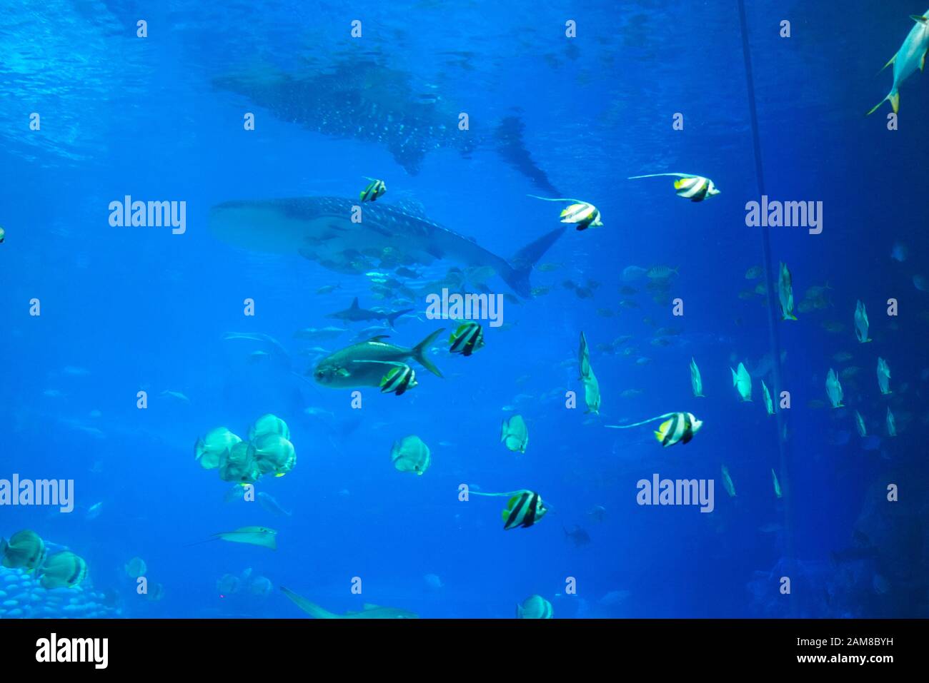 Marine life in the Whale Shark Aquarium at Chimelong Ocean Kingdom. Chimelong is a theme park resort located in Hengqin, Zhuhai, China and owned by Ch Stock Photo