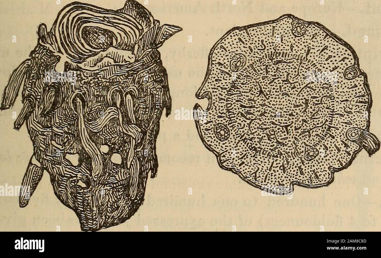 A companion to the United States pharmacopia; . rish-brown externally,and whitish within. Several rootlets are attached to the upper portion. Figs. 240, 241.—Dracontium, whole and transverse section, natural size. of the rhizome, but are usually trimmed off in the dried drug. It isusually transversely sliced, or longitudinally quartered as found in thetrade. When freshly ground or triturated, the root emits a very dis-agreeable odor, reminding of the smell of the polecat. The taste isvery pungent, acrid. Constituents.—The principle to which the acridity is due has notbeen isolated. It seems to Stock Photo