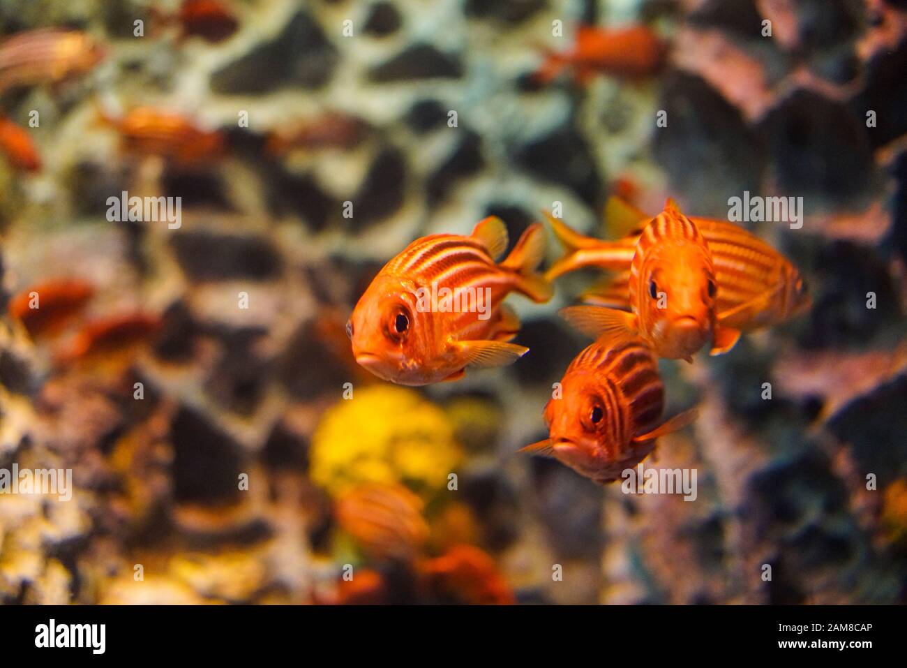 Marine life in the aquarium at Chimelong Ocean Kingdom. Chimelong is a theme park resort located in Hengqin, Zhuhai, China and owned by Chimelong Grou Stock Photo