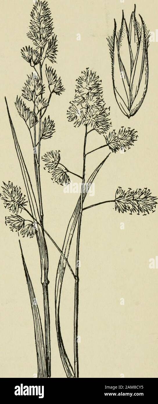 A text-book of grasses with especial reference to the economic species of the United States . purplish; spikelets com-pressed, about M inch long usu-ally 3- or 4-flowered; first glume1-nerved, acute; second glumelonger than the first, 3-nerved,acuminate, ciliate on the keel; lem-mas rather indistinctly 5-nerved,ciliate on the keel, short-awned.During the flowering period thebranches are spread open by theturgidity of prominent cushions oftissue in the basal angle. Laterthese cushions shrink and thebranches become appressed so thatin fruit the panicle is narrow andalmost spike-like. The tufts o Stock Photo