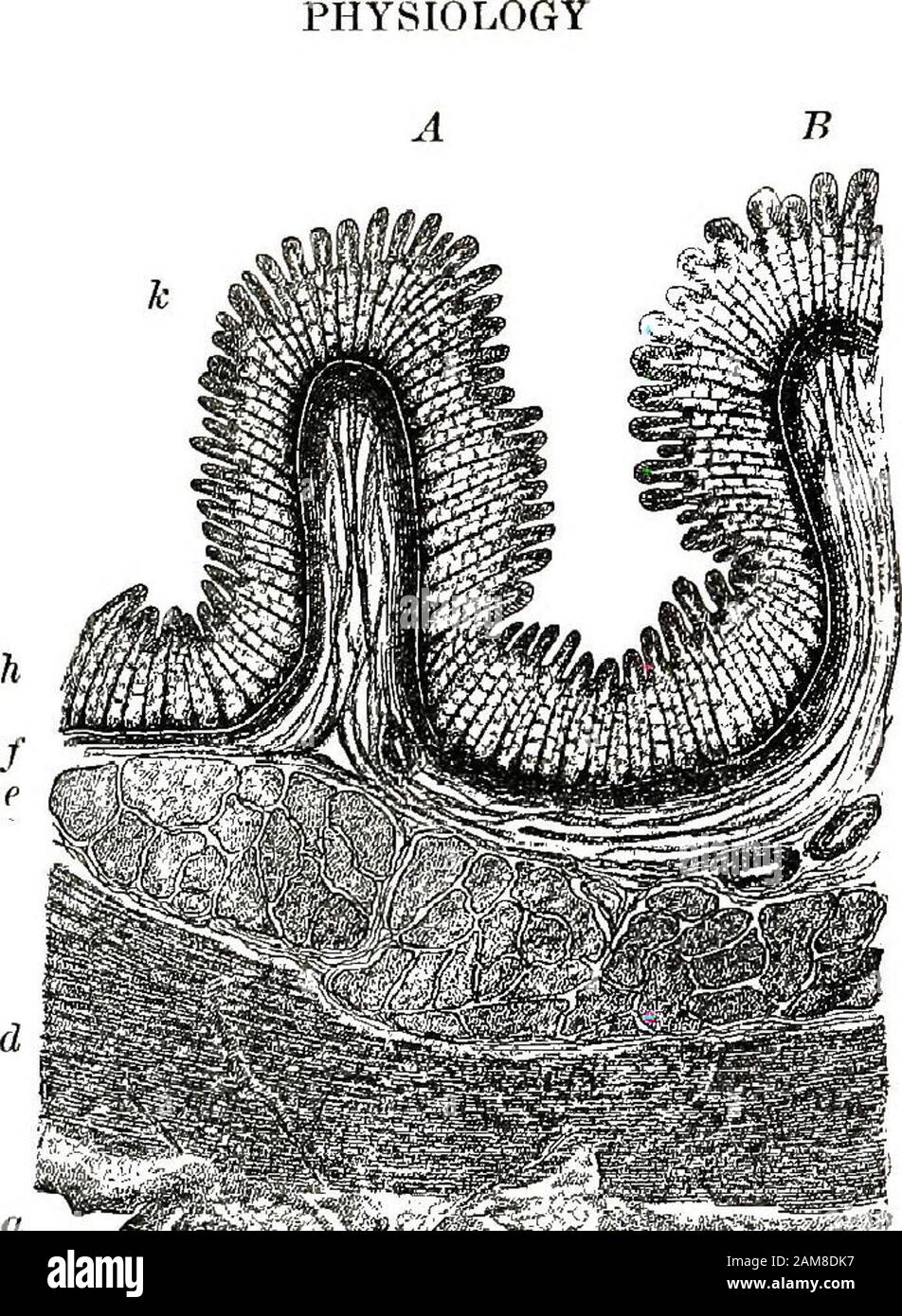 Elementary anatomy, physiology and hygiene for higher grammar grades . Fio. 26. — A pepticgland,from cardiacend of stomach.Very much magni-iied. A, central orchief cells, whichmake pepsin; B,border or parietalcells, which makeacid. [From Mil-lers Histology. 96. a ^ « 4L ,% . Fig, 27. — A very much magnified picture of a slice tlirough the small intes-tine. [Benda.] Notice the outer strong coat of connective tissue (a), themuscular coat (d lengthwise, and e circular), the suhmucous coat of con-nective tissue (/). The mucous memhrane (A) with two very large folds(jl and B) which run crosswise a Stock Photo