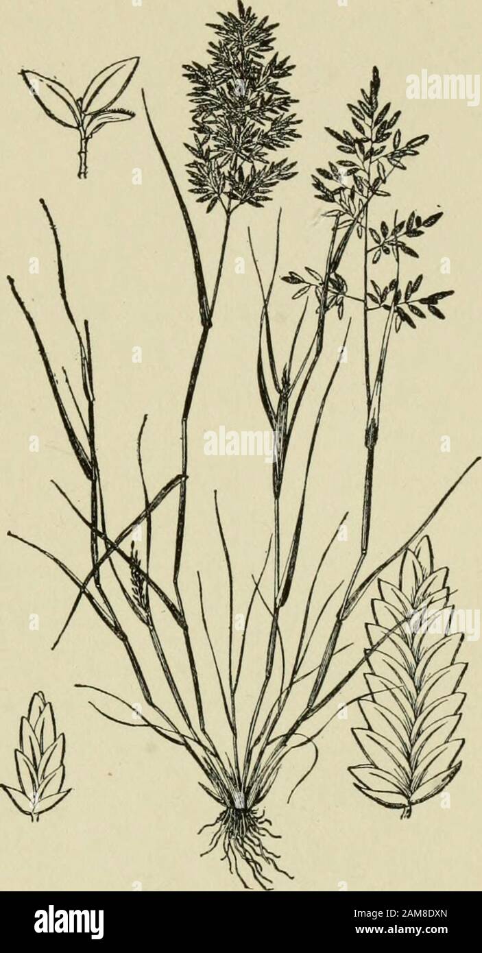 A text-book of grasses with especial reference to the economic species of the United States . FESTUCEJE 225. ditches from Texas to Cali-fornia. 248. Eragrostis Host.—A large genus of over 100species, found throughoutthe warmer regions of theworld. Annuals or peren-nials with open, narrow orspike-like panicles; spike-lets many-flowered, awn-less; rachilla usually con-tinuous, the paleas oftenpersistent after the fall ofthe lemmas and fruits. Sev-eral species are weeds intro-duced from the Old World.One of these, E. cilianensis(All.) Link {E. megastachya(Koel.) Link) (Fig. 51),called snake-grass Stock Photo
