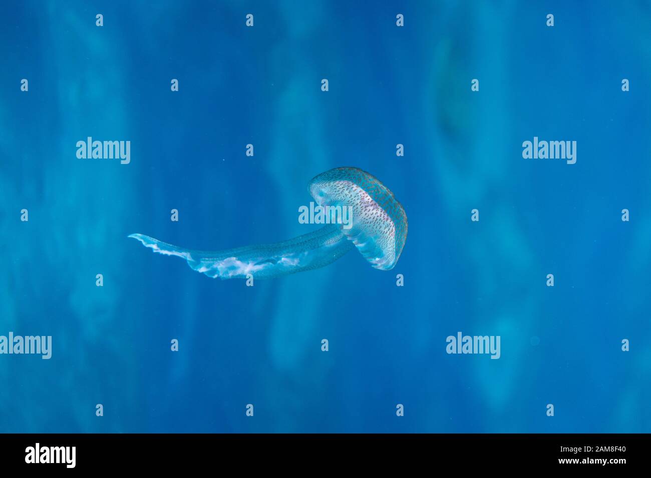 A jelly fish swims along in clear blue water Stock Photo - Alamy