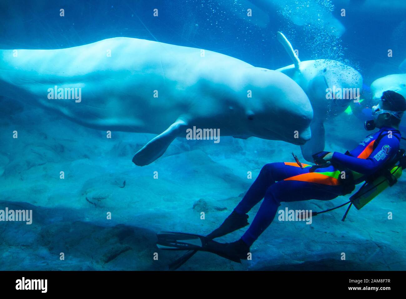 Zhuhai, China, November, 2018. Breeders is feeding the beluga whales. The beluga whale is an Arctic and sub-Arctic cetacean. It is one of two members Stock Photo