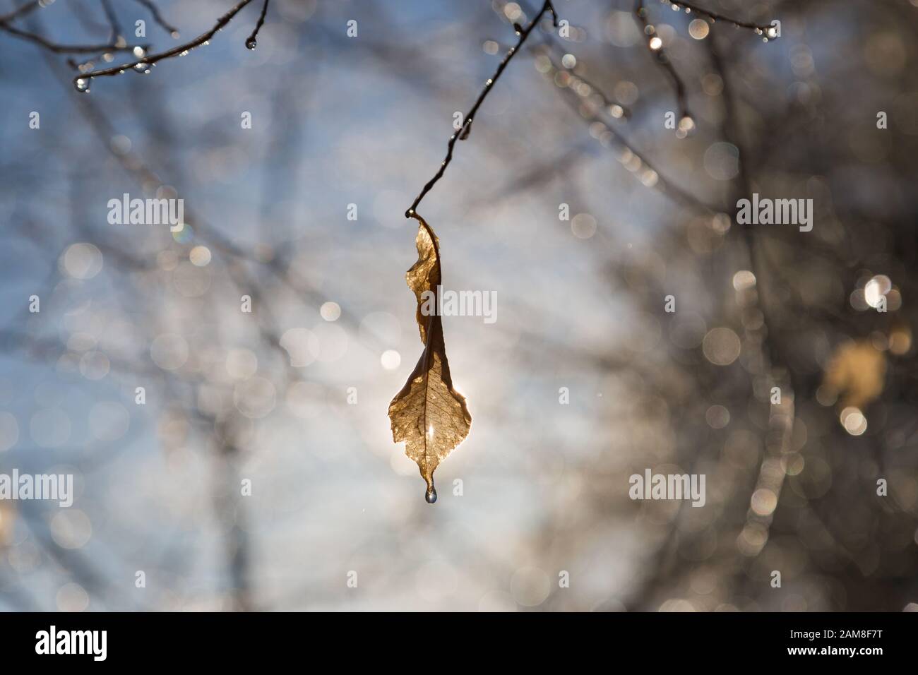 Water dripping off of tree leaves Stock Photo Alamy