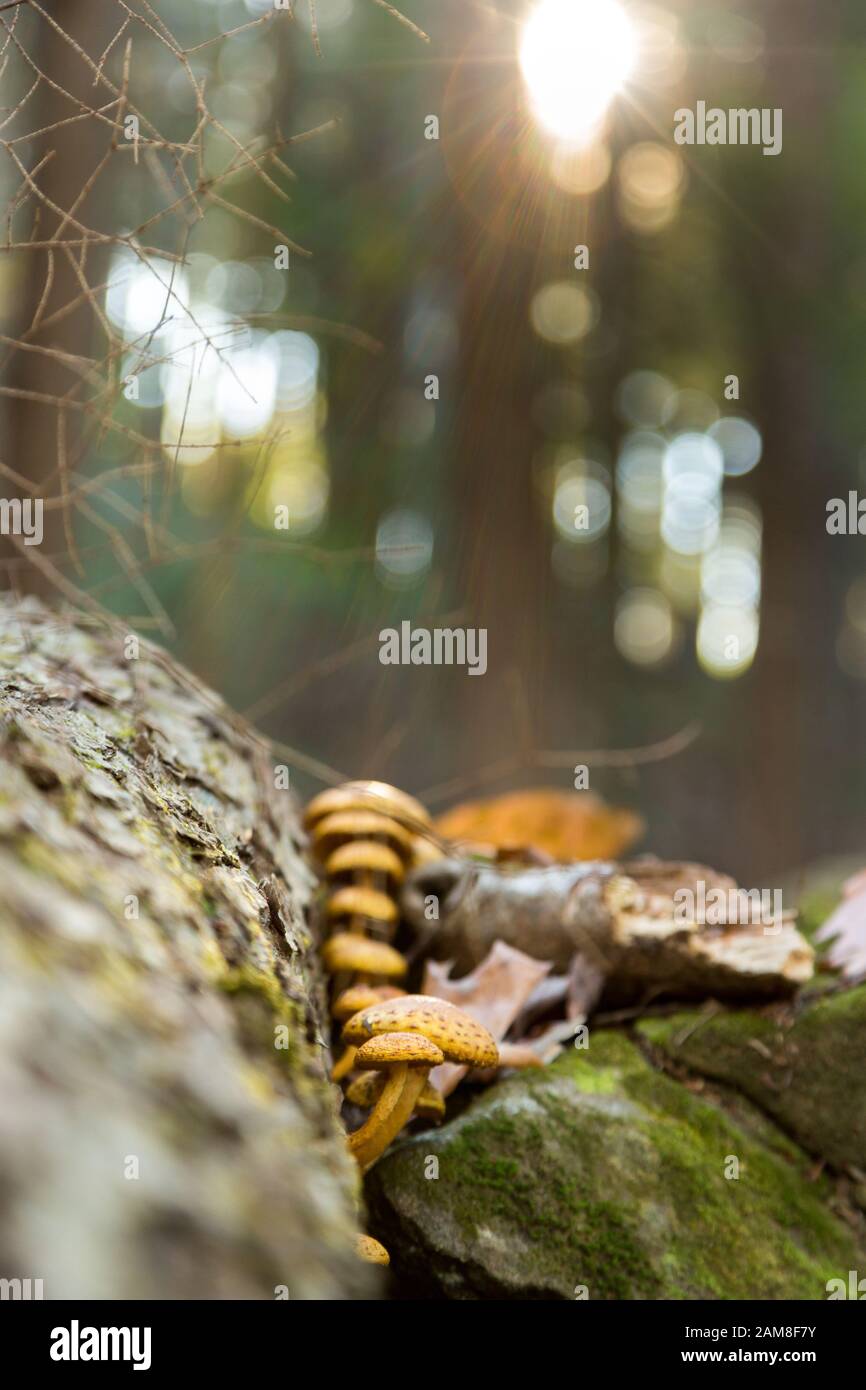 Mushrooms growing on dead log in the forest Stock Photo