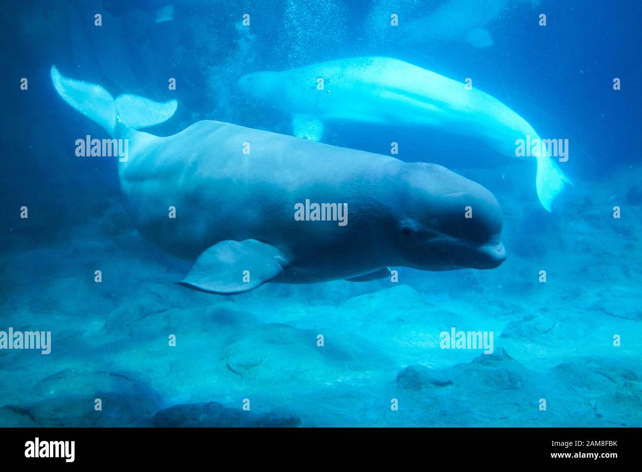 Zhuhai, China, November, 2018. The beluga whales in the aquarium. The beluga whale is an Arctic and sub-Arctic cetacean. It is one of two members of t Stock Photo