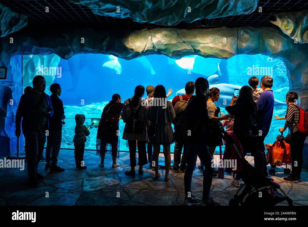 Zhuhai, China, November, 2018. People are visiting the beluga whales in aquarium at Chimelong Ocean Kingdom. Chimelong is a theme park resort located Stock Photo