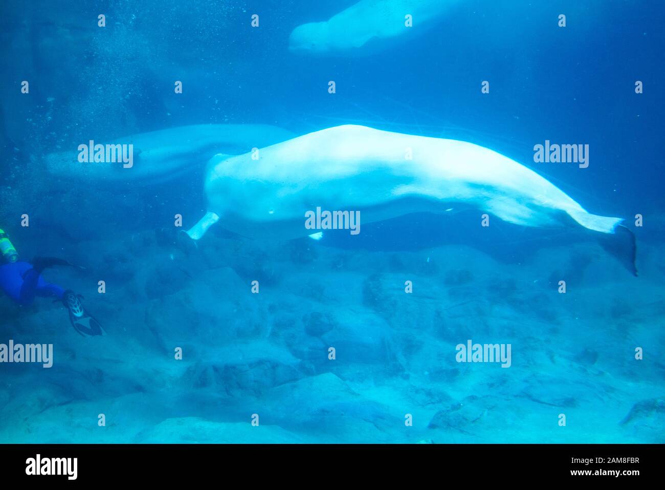 Zhuhai, China, November, 2018. The beluga whales in the aquarium. The beluga whale is an Arctic and sub-Arctic cetacean. It is one of two members of t Stock Photo