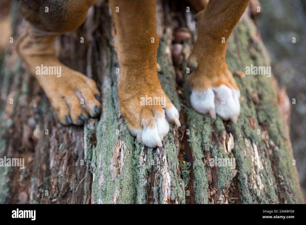 A dog waits on a log while hiking. Stock Photo