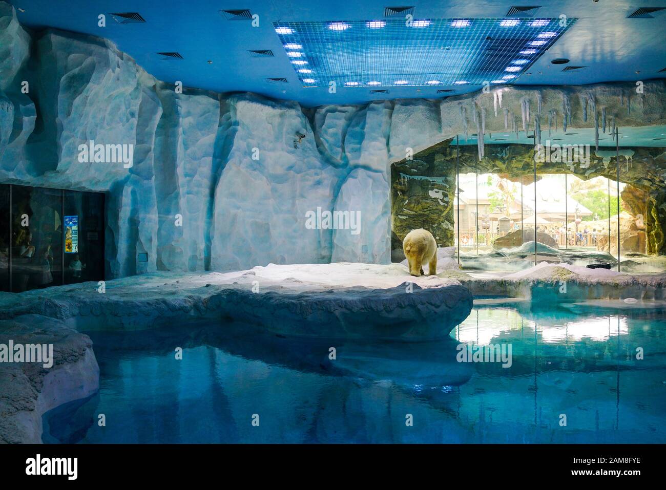 Zhuhai, China, November, 2018. The polar bear at Chimelong Ocean Kingdom. It's a hypercarnivorous bear whose native range lies largely within the Arct Stock Photo