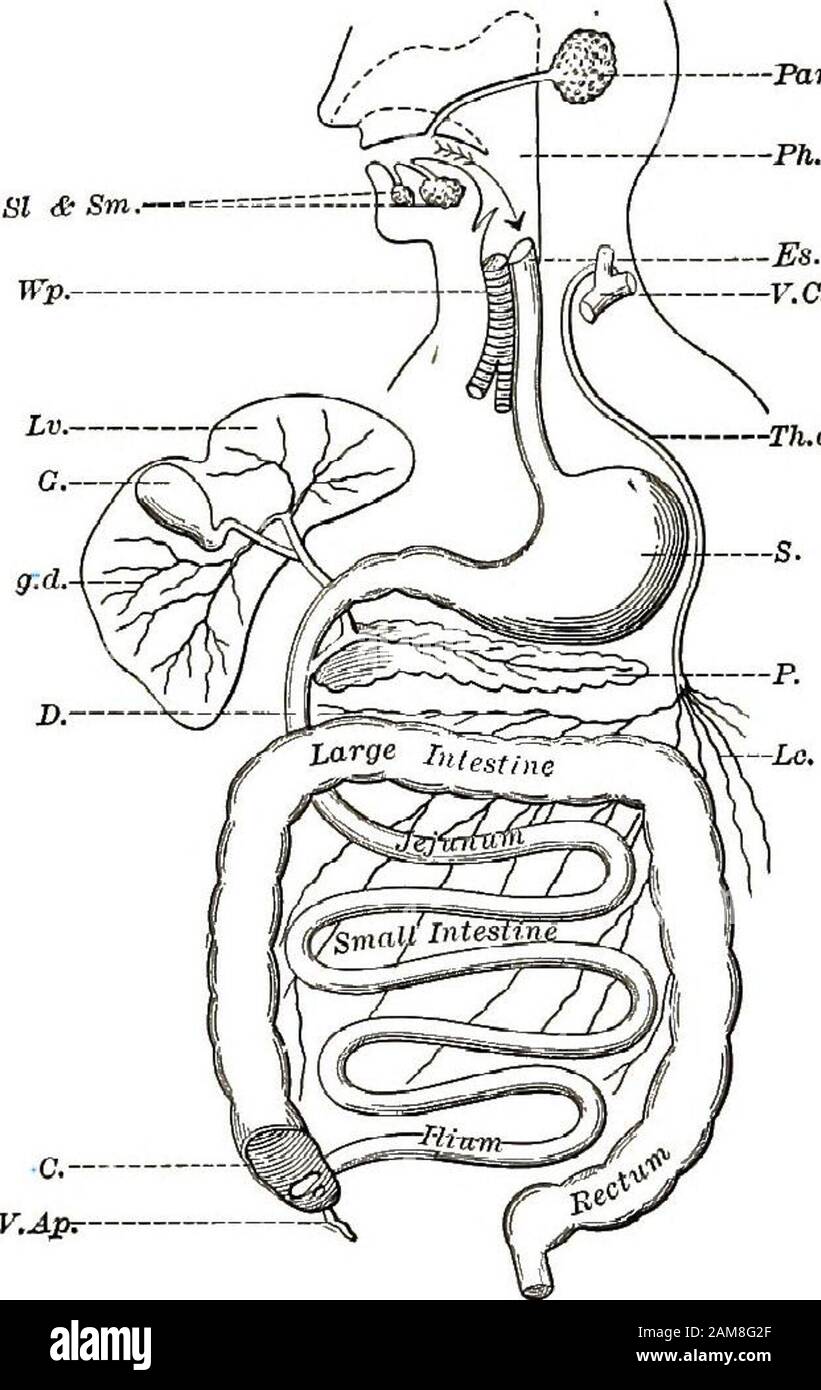 Paquete o empaquetar medio litro Hizo un contrato jejunum and ileum