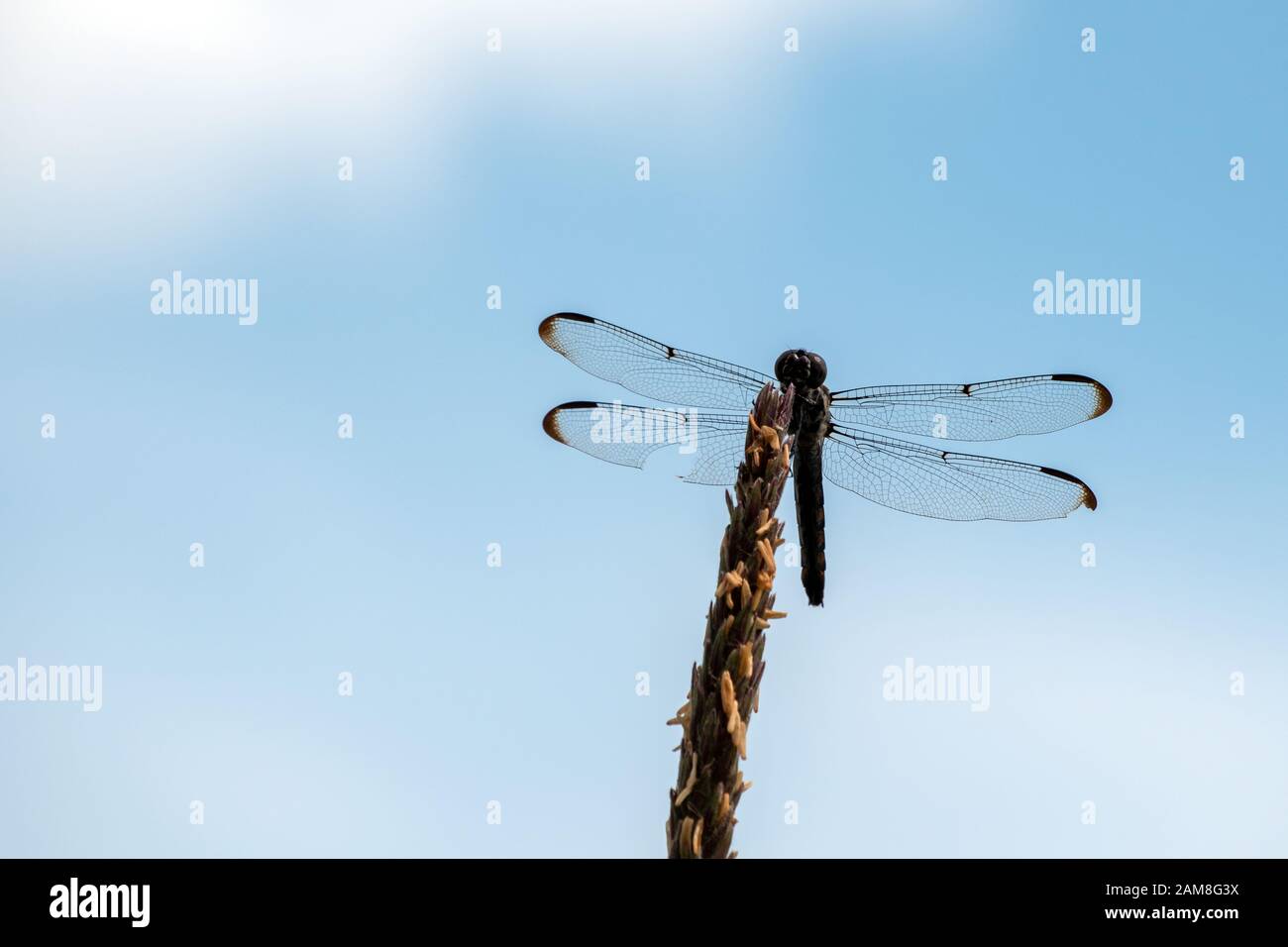 A dragonfly on a dried cornstalk contrasts nicely against a pretty blue and white sky in Missouri. Bokeh. Stock Photo
