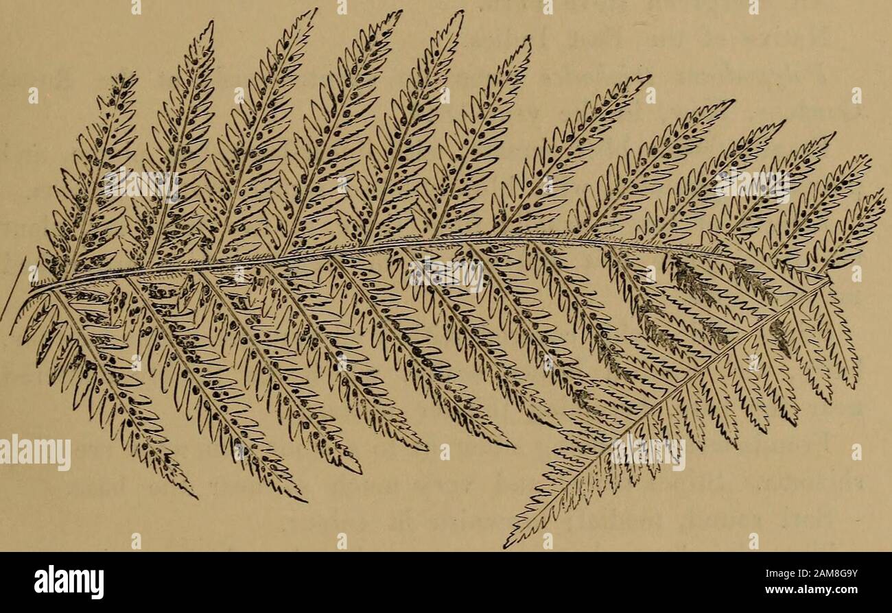 Ferns: British and exotic.. . lOLVrODIUM TRICH ODES11-VOL. 2.. Portion of mature Frond—under side. rOLYPODIUM TRICHODES. Reinwardt. J. Smith. Kunze. MoaRE and Houlston. PLATE IT. VOL. II. Lastrea Kunzei,Sypolepis tricliodes,Lastrea paludosa,As2ndium uliginosiim, Of Gaedens.Fee. Of GrAEDENS. -ScHOTT. M.S., (not of Newmanor Bkaun.) Polypodium—Polypody. Trichodes—Hair-like. A MAGNIFICENT, delicate-looking, large Fern, with vivid greenfronds. It should be in every collection, and should especiallybe cultivated as an exhibition plant. It requires shade, as 4 POLYPODIUM TRICHODES. sunshine very spee Stock Photo
