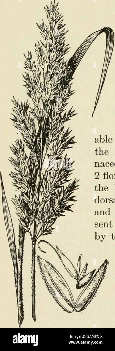 A text-book of grasses with especial reference to the economic species of the United States . -sided, the pedicels thickened atthe apex; spikelets large, drooping, vari-able in size but usually about 34 to 1 inch long,the glumes strongly several - nerved, membra-naceous, acuminate, scabrous, containing usually2 florets, the lemmas smooth or slightly hairy atthe base, the teeth acute but not awned, thedorsal awn absent or, if present, usually straightand not much exceeding the glumes, often pre-sent only on the lower floret, the palea inclosedby the inrolled margin of the lemma, denselyshort-ci Stock Photo