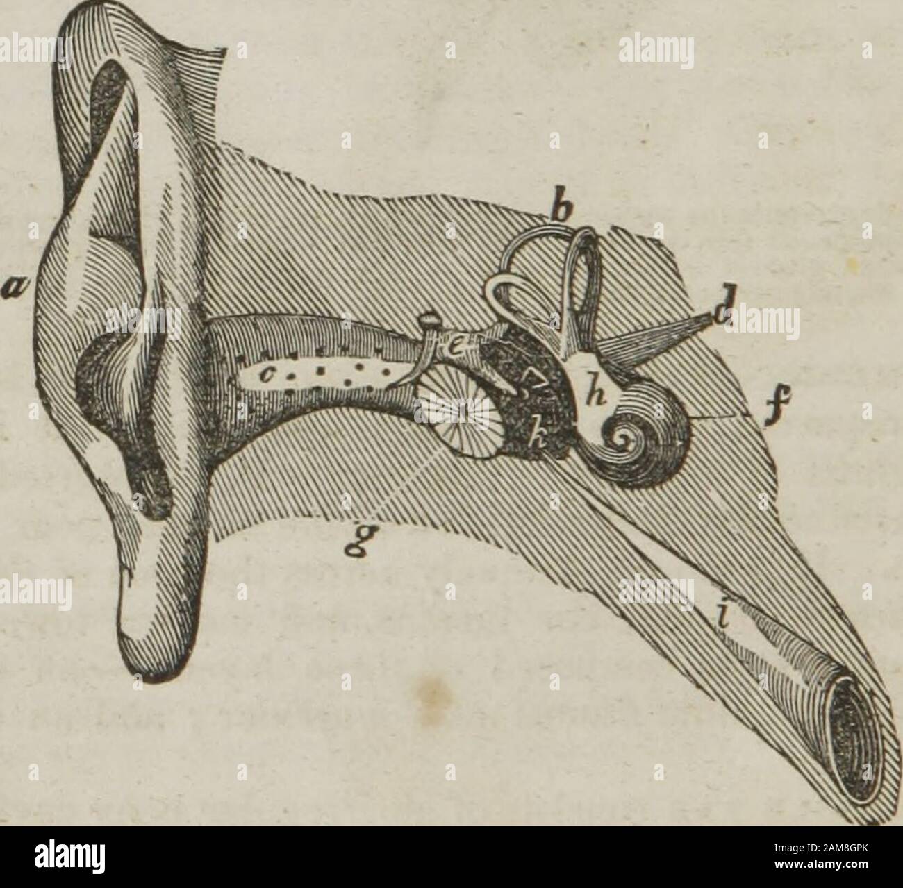 Anatomy and physiology : designed for academies and families . al, and what is theiruse ? Where are the ceruminous follicles ? What does Fig. 194 repre-sent ? Describe the membrana tympani, or drum of the ear. Of howmany layers is the drum of the ear composed ? Describe the tympanum. 284 ANATOMY AND PHYSIOLOGY. It is bounded externally by the membrana tympani; inter-nally by its inner wall; and in its circumference by the pe-trous bone and mastoid cells. The tympanum contains four small bones, ossicula audita,named separately, the malleus, incus, stapes, and orbicular. Fig. 195. 0= Fig. 195. R Stock Photo