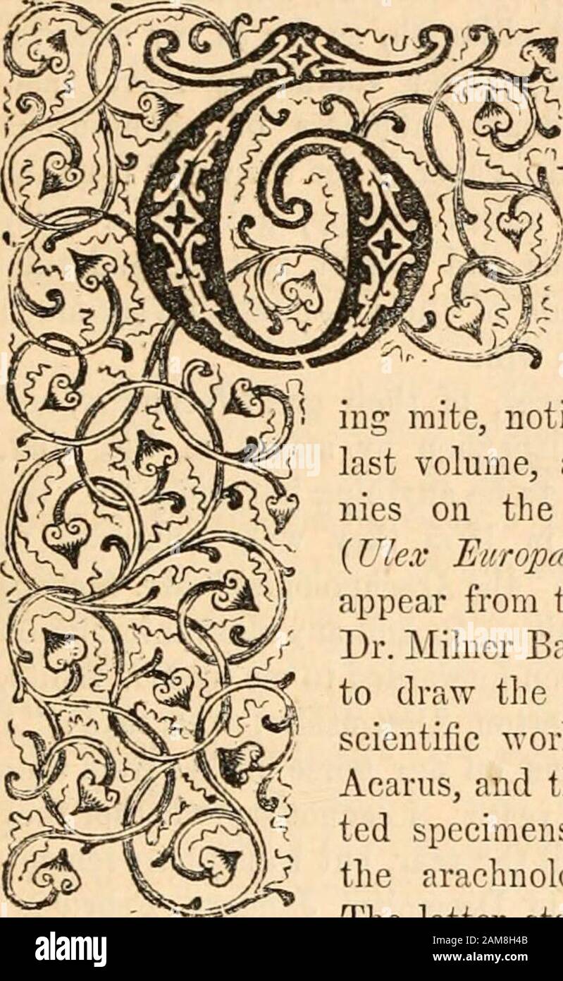 Hardwicke's science-gossip : an illustrated medium of interchange and gossip for students and lovers of nature . FUKZE MITES. By the Rev. TF. W. SPICER, M.A.. Through the kindness of a,friend I havebeen furnishedwith a liberalsupply of thecurious, soci-able, web-form-ing mite, noticed at p. 124 oflast volume, as forming colo-nies on the common furze{Ulex Europeans). It wouldappear from that notice, thatDr. Milner Barry was the firstto draw the attention of thescientific world to this littleAcarus, and that he transmit-ted specimens to Mr. Meade,the arachnologist, in 1S55.The latter states, in Stock Photo