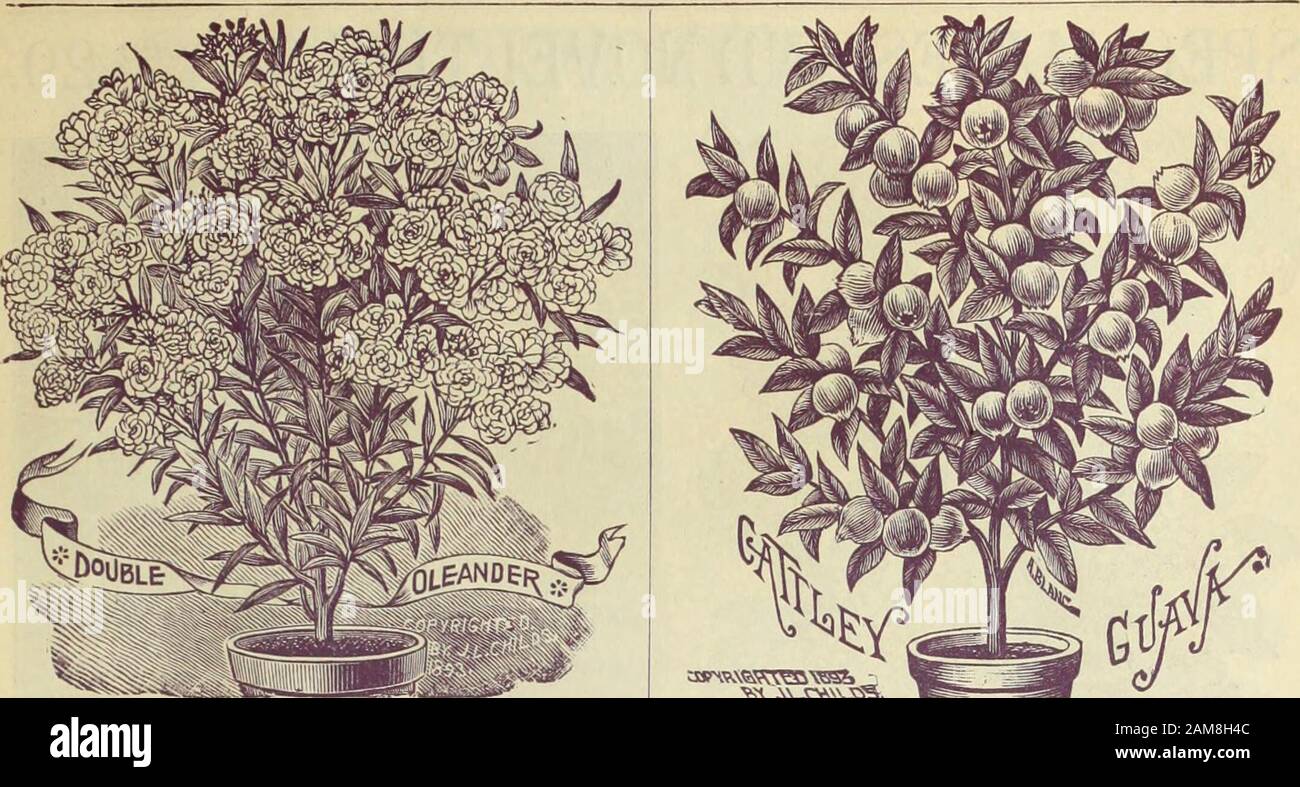 Childs' rare flowers, vegetables & fruits for 1895 . =^cacia. Farneslana. A lovely shrubby plant with fine pinnatefern-like leaves, which are very beautiful, and abundanttassel or ball-like golden-yellow blossoms of the richest,sweetest perfume. Flowers are borne by the thousand,festooning ever&gt; branch. 20c. each. Atblzzla. Much like the above, but dwarfer, and with purewhite blos-soms. Verj large and beautiful. 30c. each. g^Vcalpl^a Macpafeai^a. As yet a rare plant, but one of great beauty. It ha-s large,fine foliage, colored like the leaves of autumn, in mingledbrown, red, olive green and Stock Photo